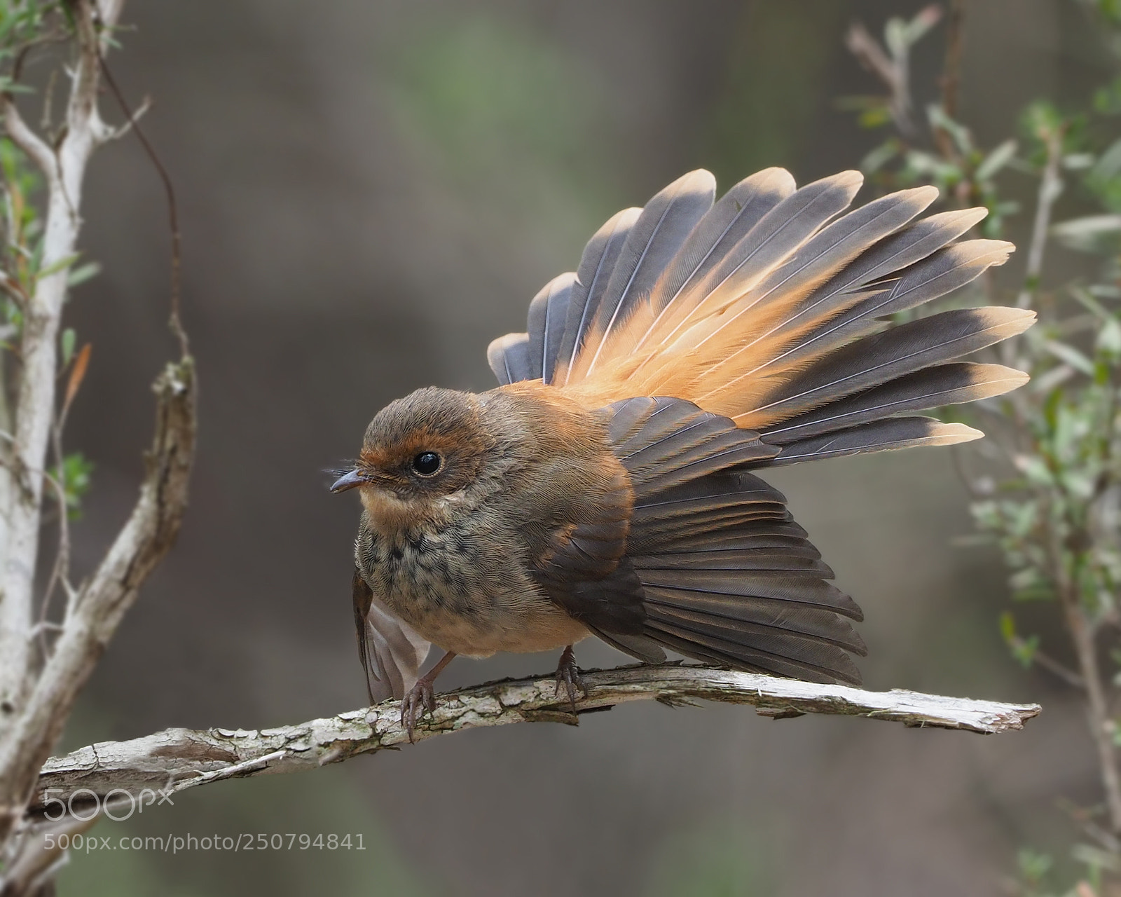 Olympus OM-D E-M1 Mark II sample photo. Rufous fantail photography