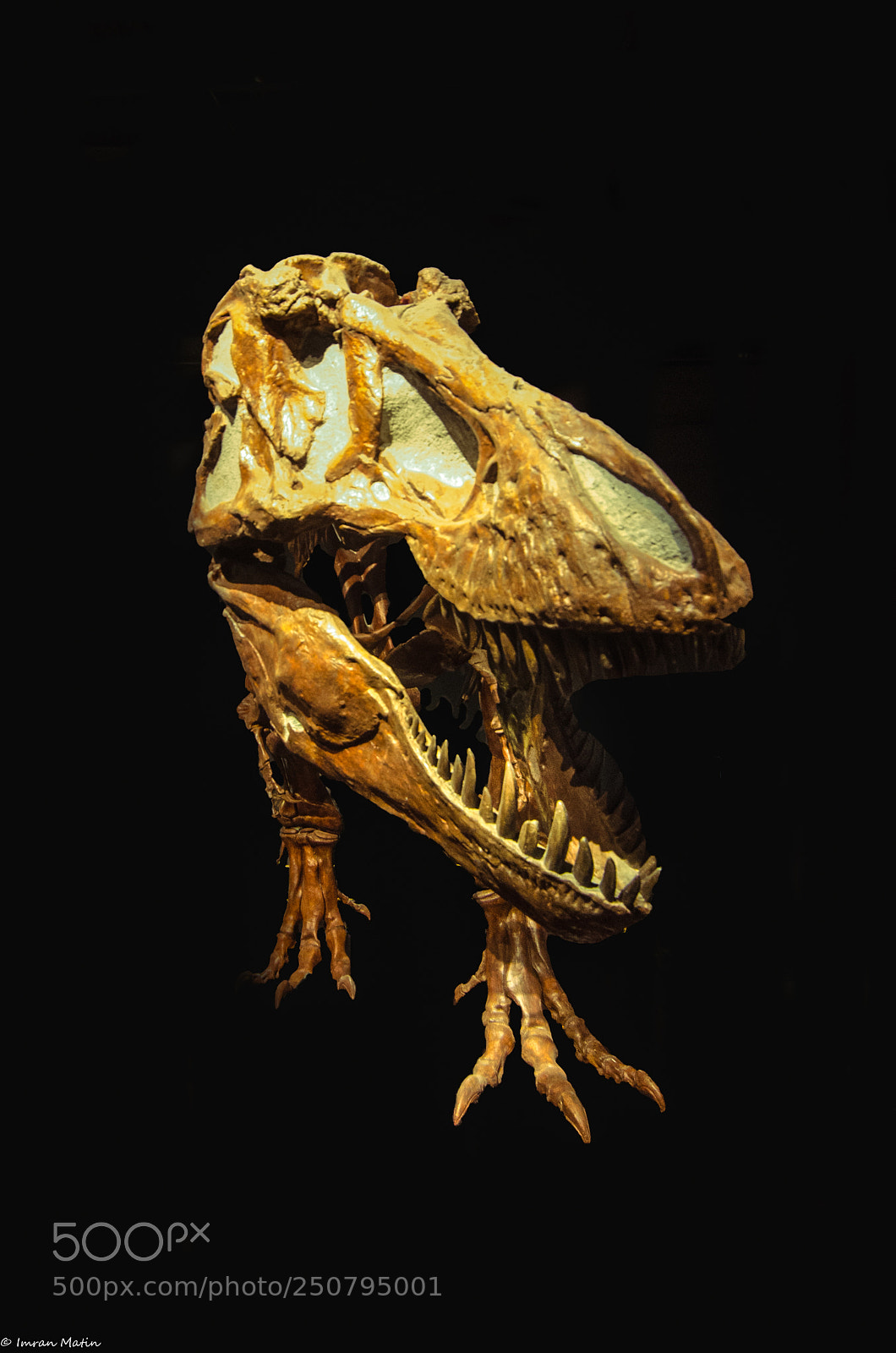 Nikon D7000 sample photo. T-rex photography