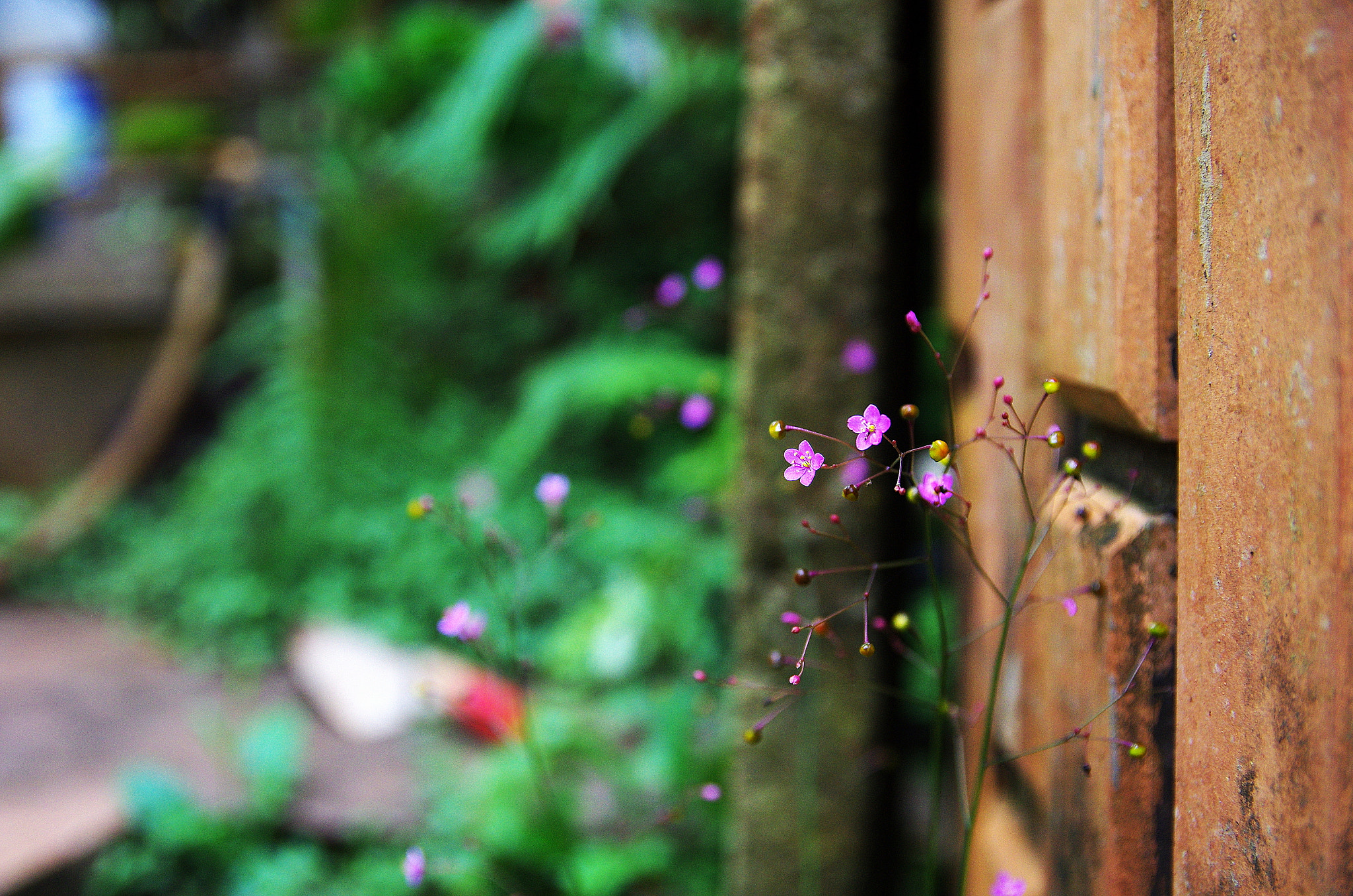 Pentax K-5 IIs + Sigma 17-50mm F2.8 EX DC HSM sample photo. Wild flower in spring time photography