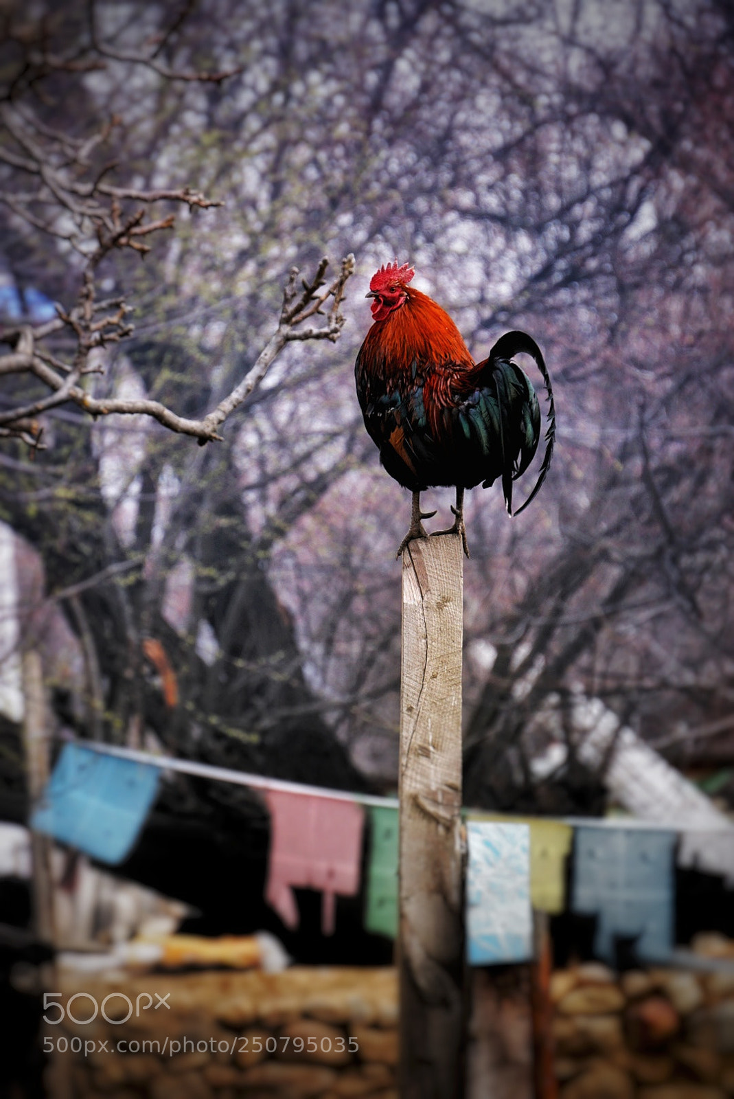 Sony a6000 sample photo. Untitled photography