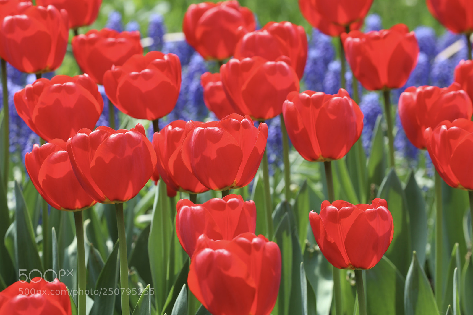 Canon EOS 5D Mark IV sample photo. 郁金香 photography