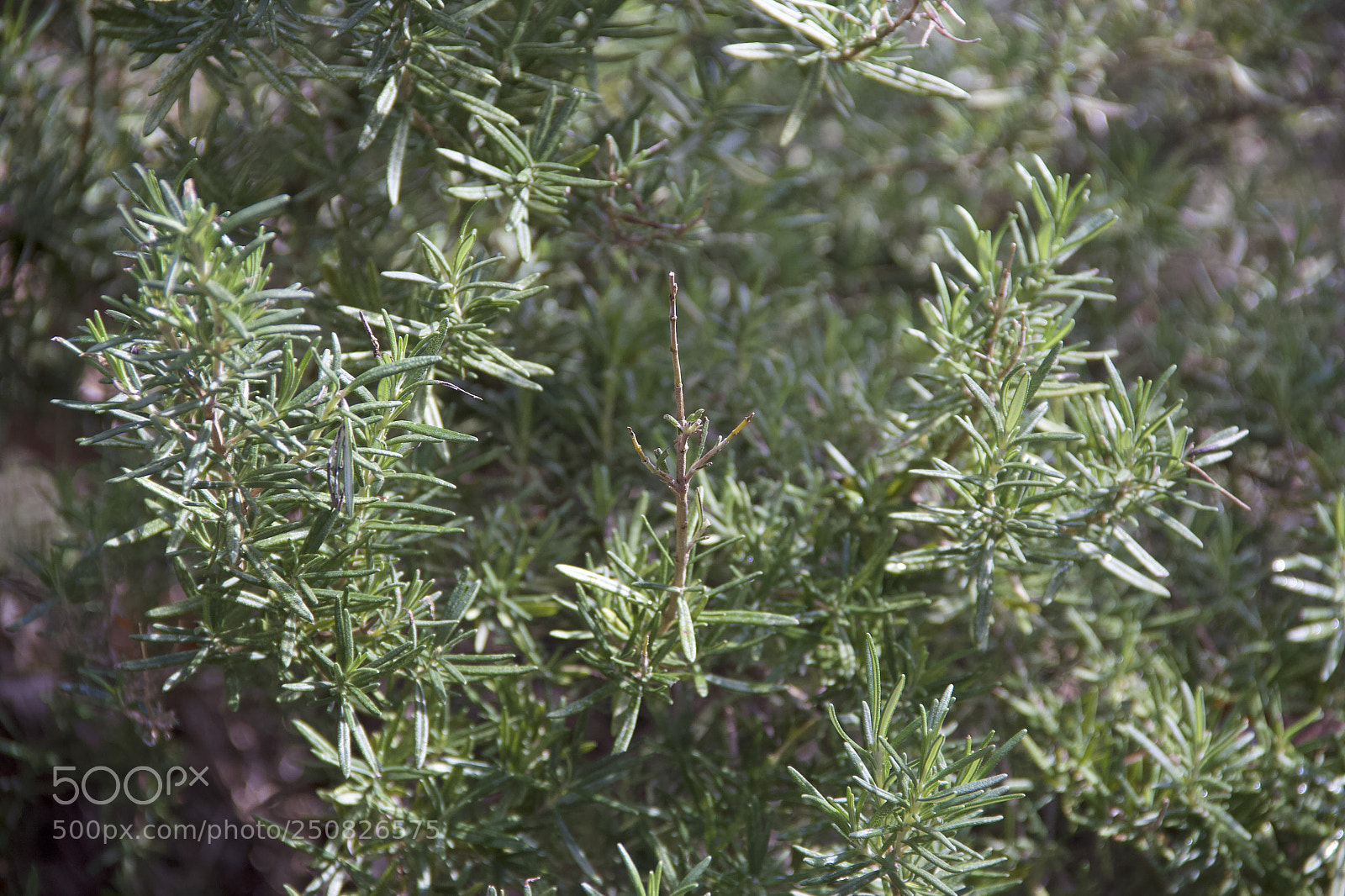 Canon EOS 60D sample photo. Img photography