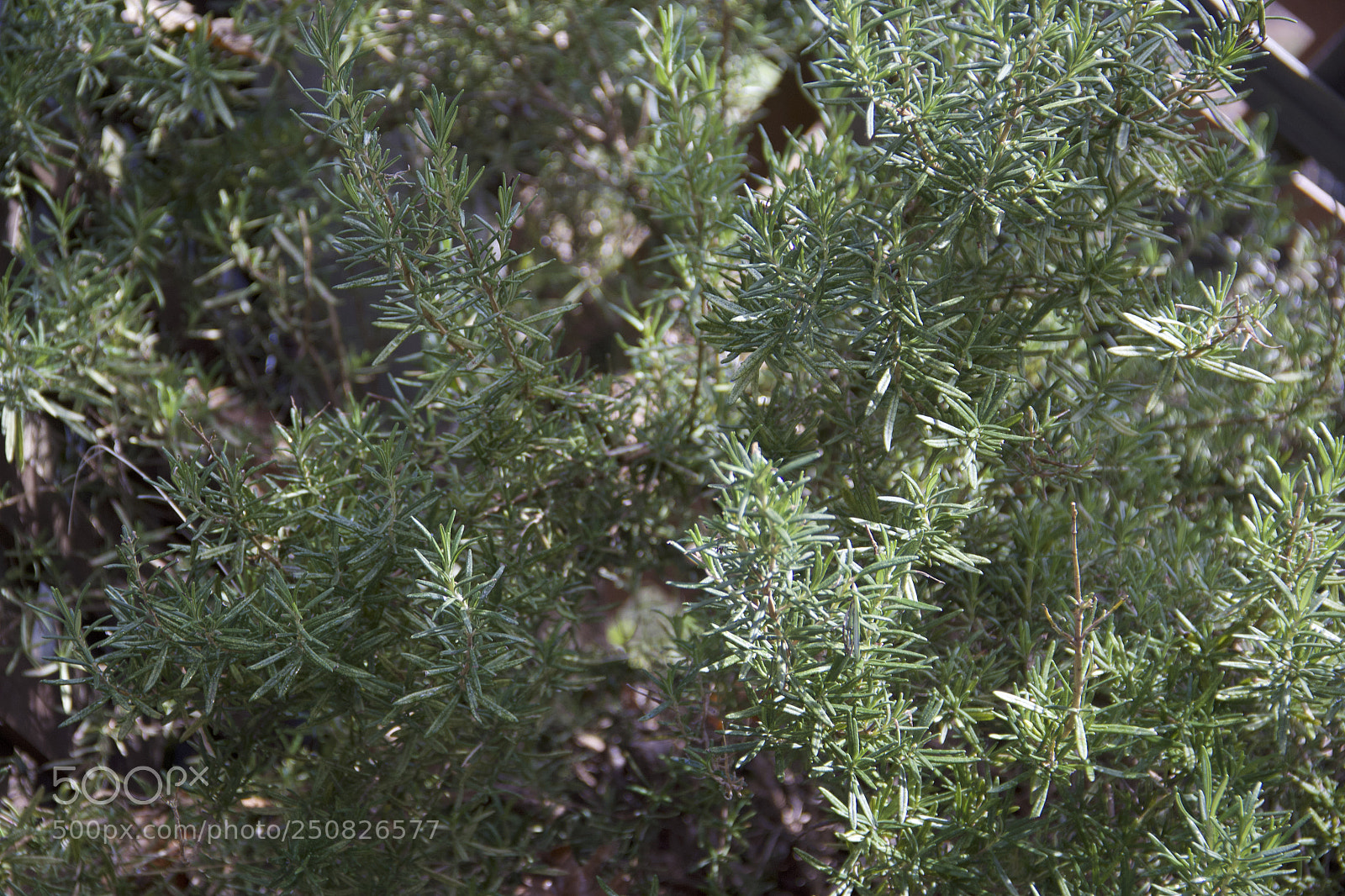 Canon EOS 60D sample photo. Img photography
