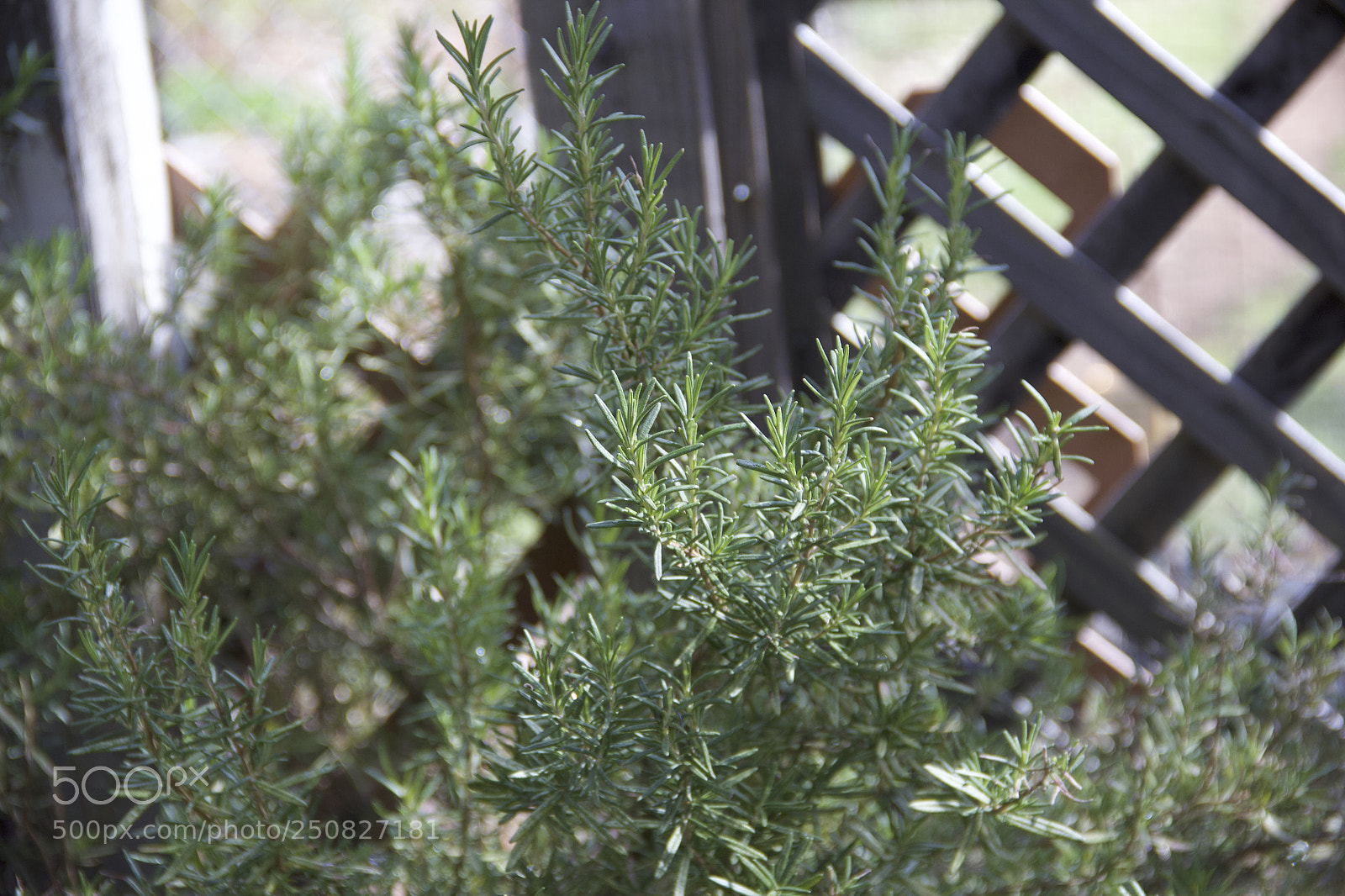 Canon EOS 60D sample photo. Img photography
