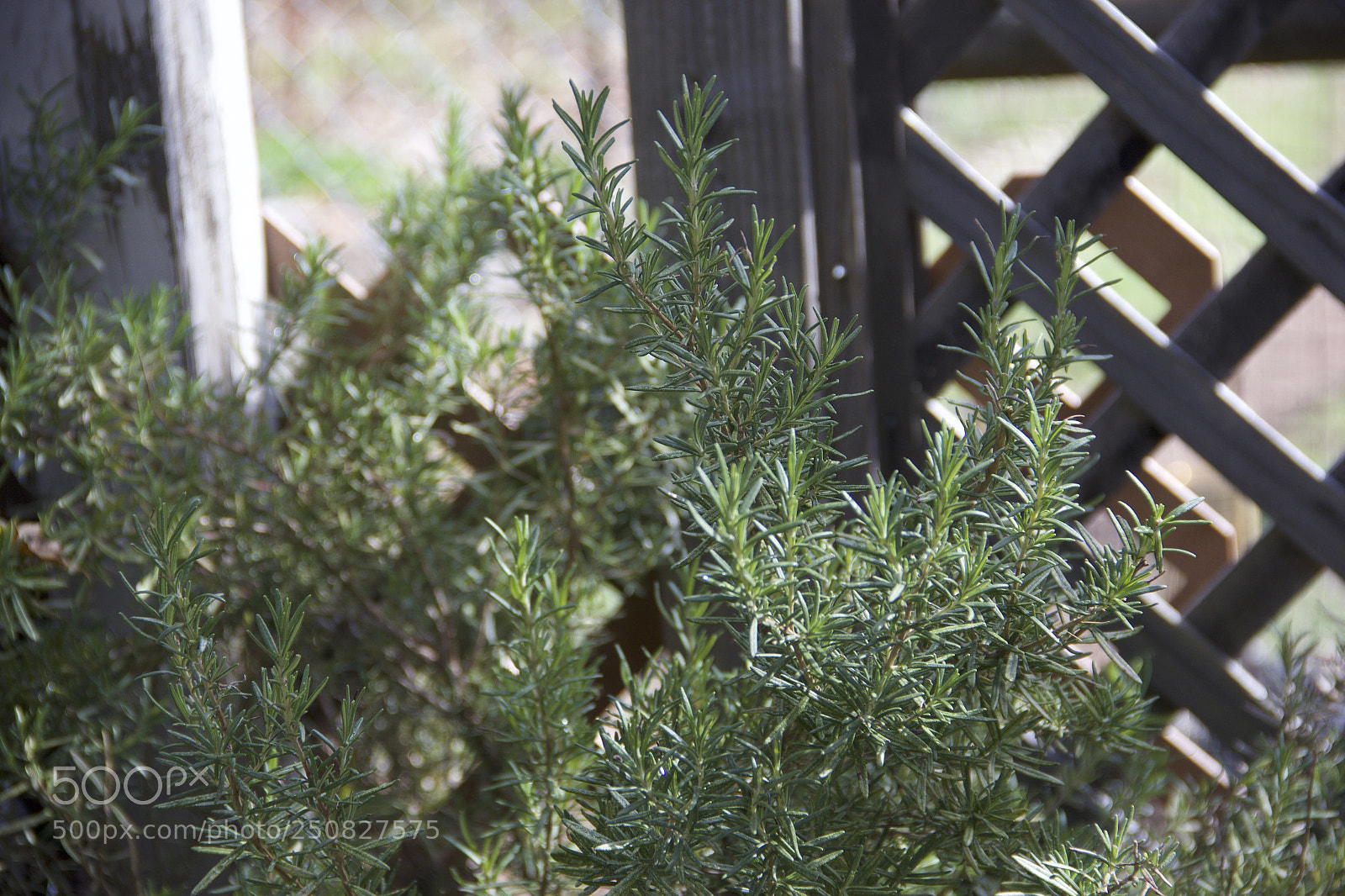Canon EOS 60D sample photo. Img photography