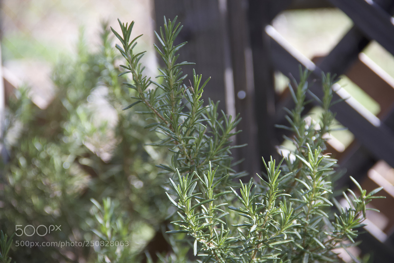 Canon EOS 60D sample photo. Img photography