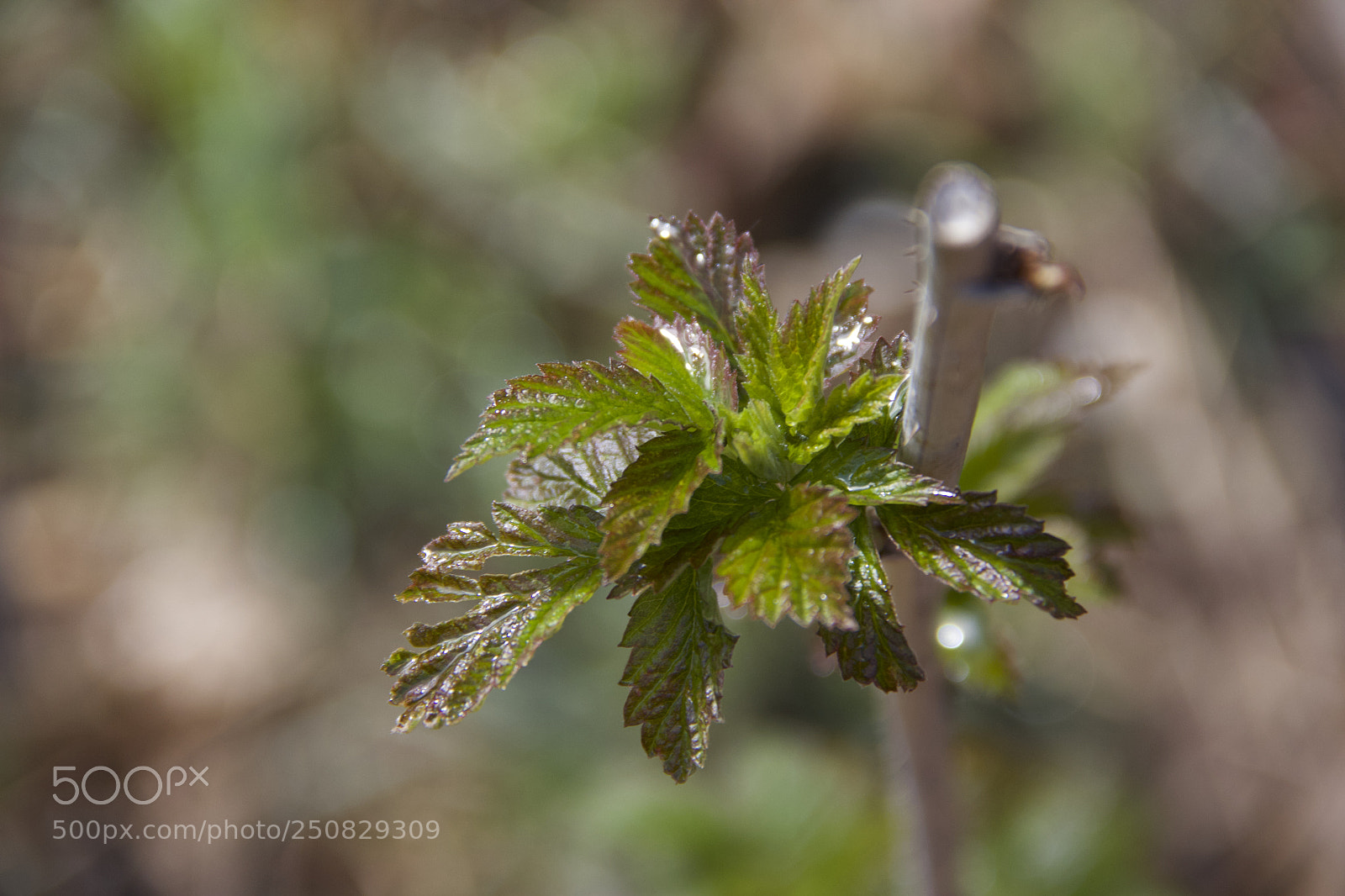 Canon EOS 60D sample photo. Img photography
