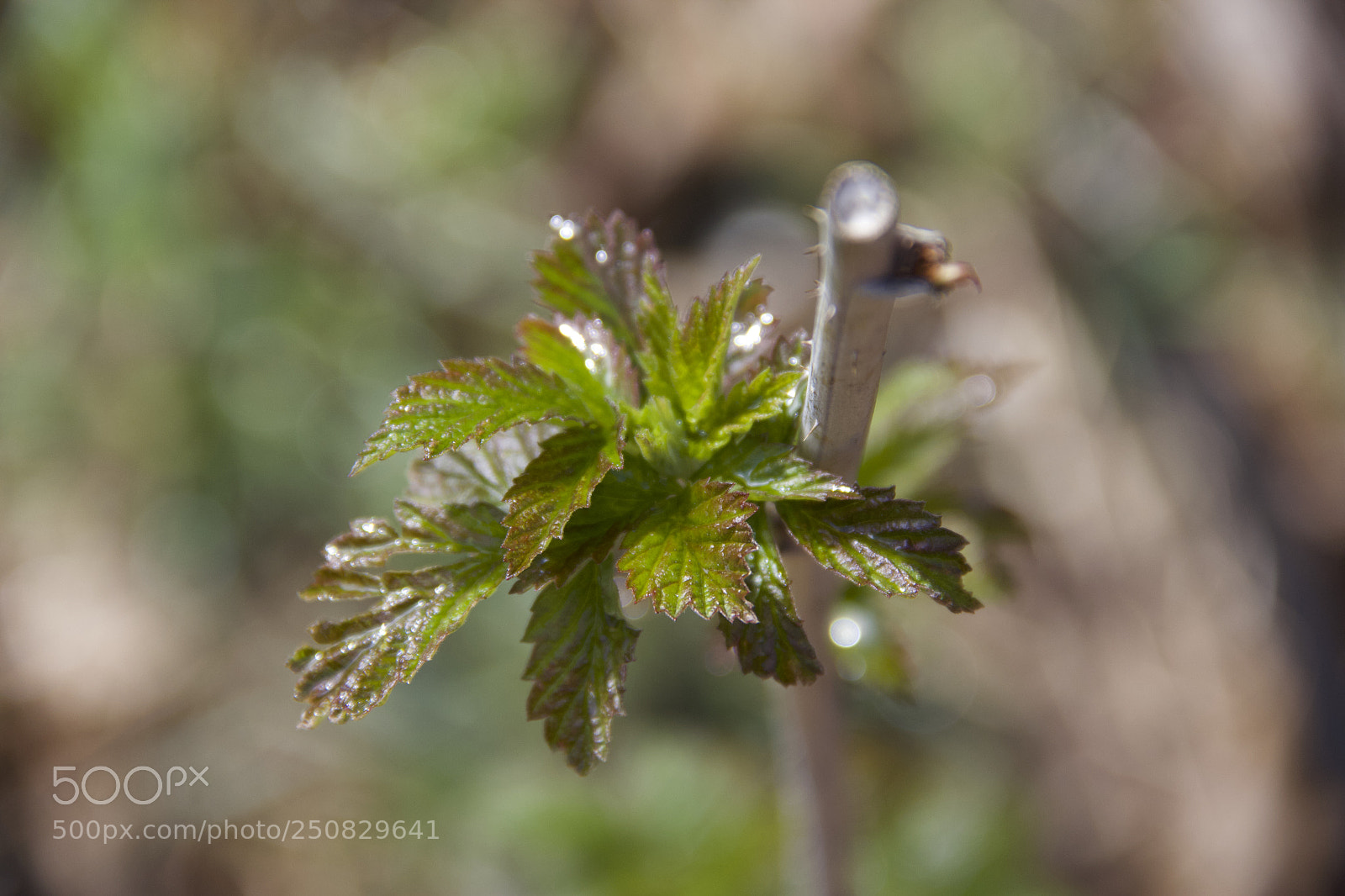 Canon EOS 60D sample photo. Img photography