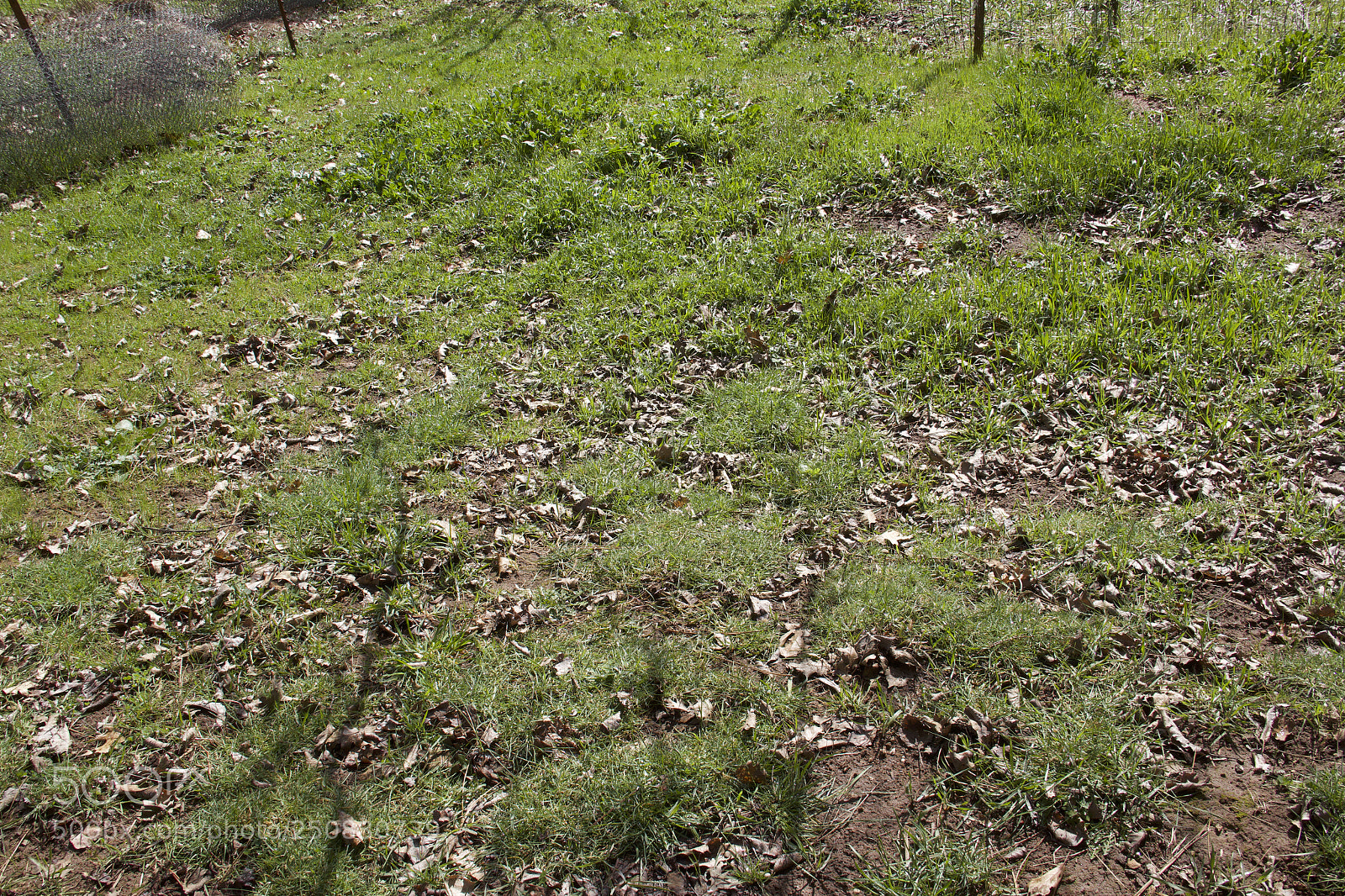Canon EOS 60D sample photo. Img photography