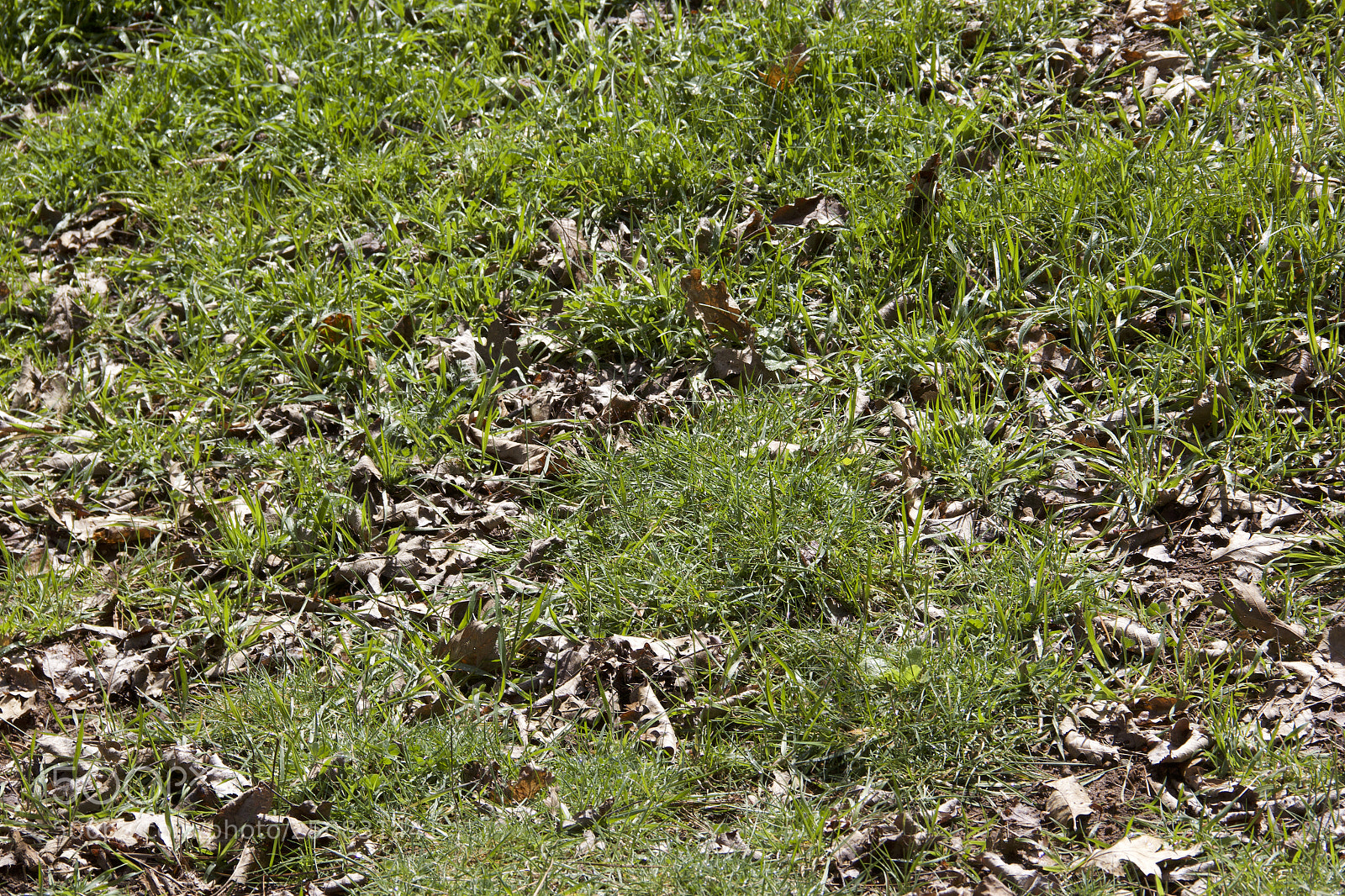 Canon EOS 60D sample photo. Img photography