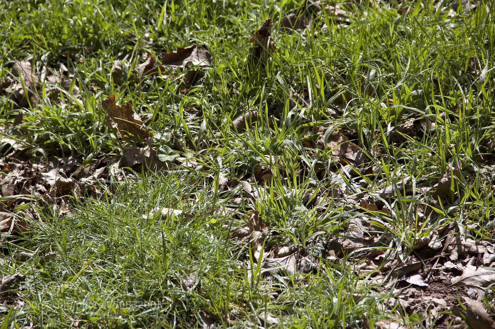 Canon EOS 60D sample photo. Img photography