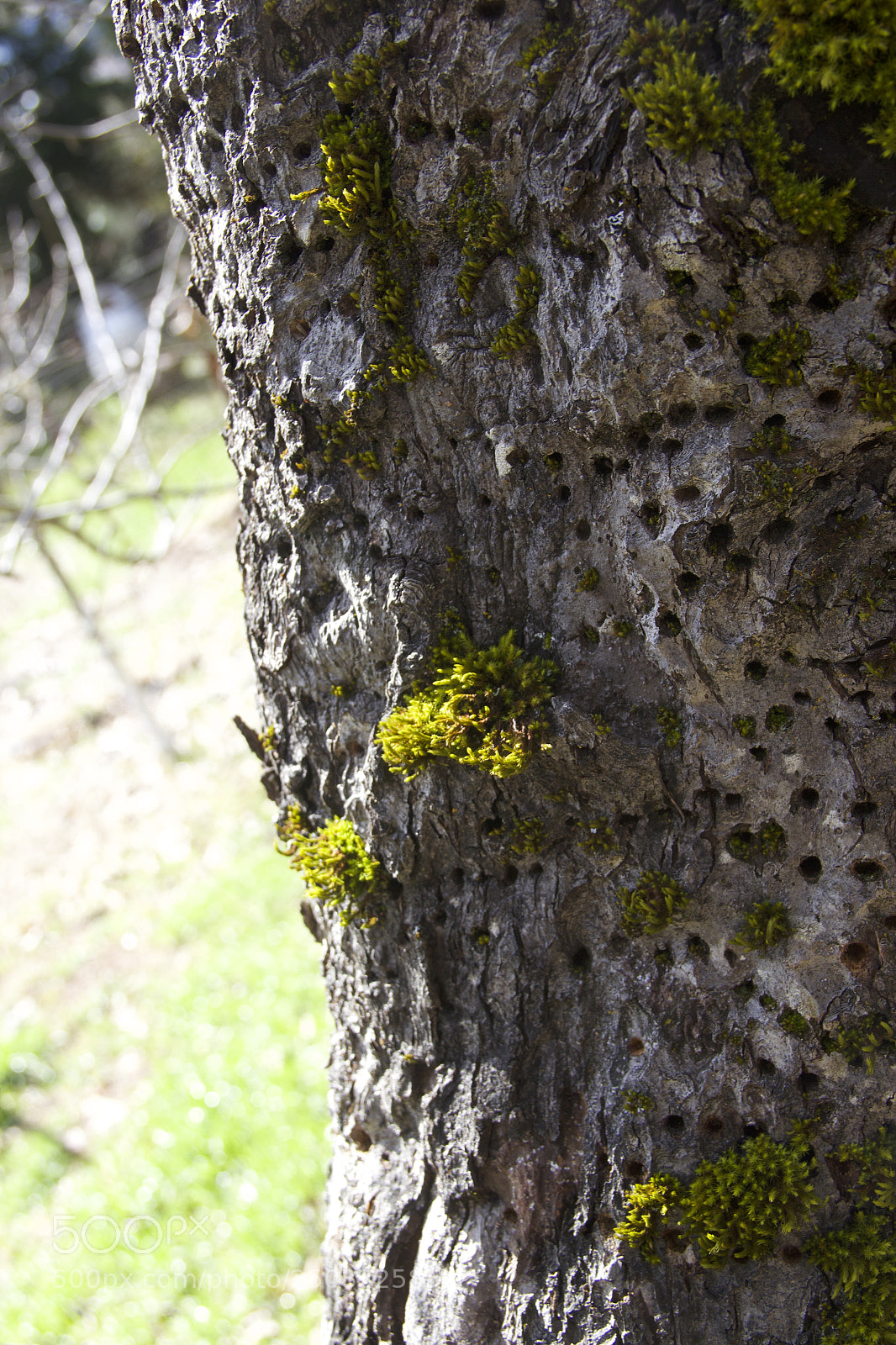 Canon EOS 60D sample photo. Img photography