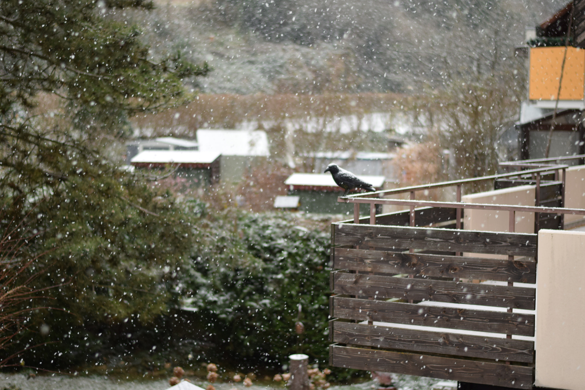 Nikon AF-S Nikkor 50mm F1.8G sample photo. Crow watch the snow photography