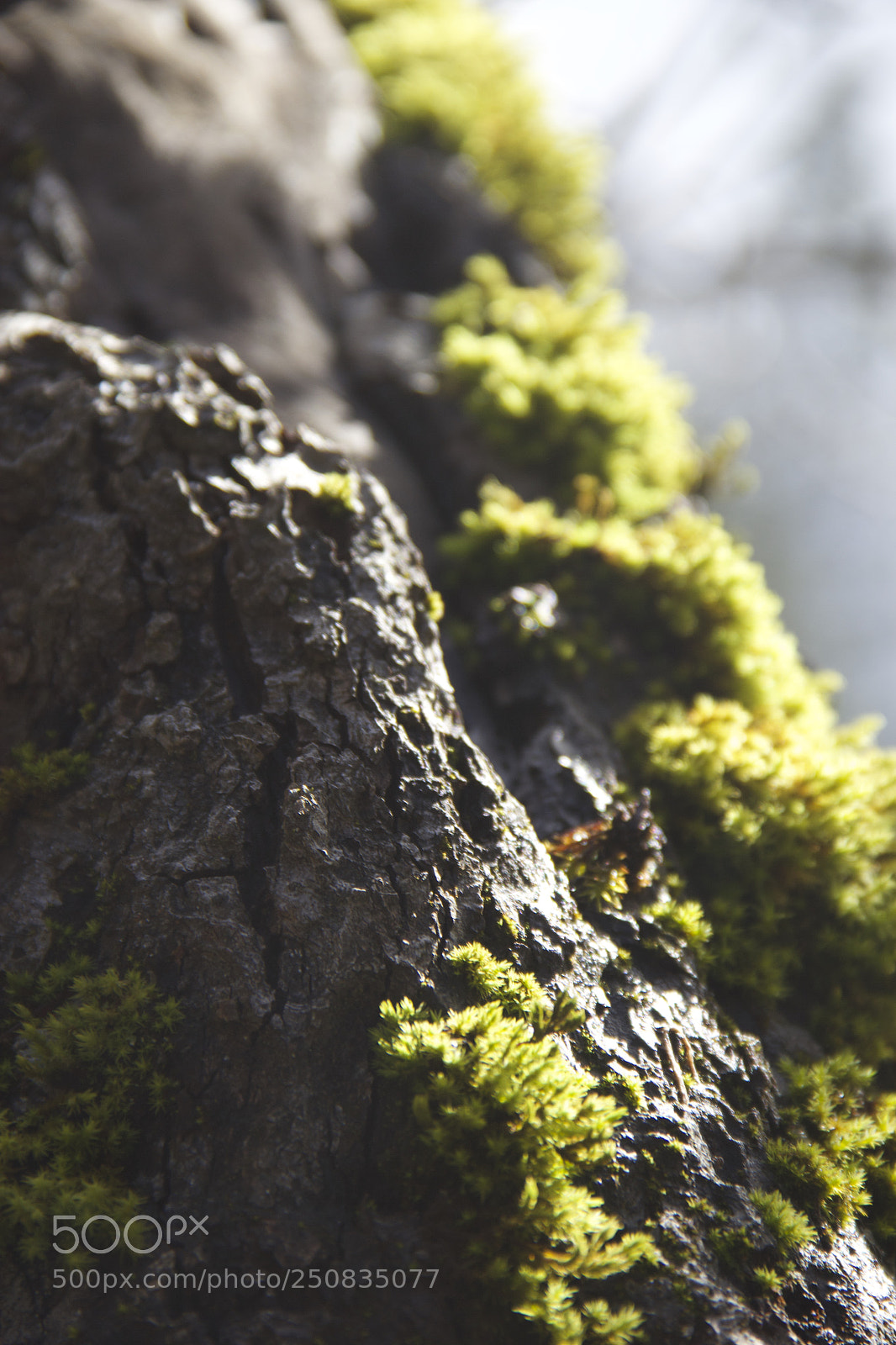 Canon EOS 60D sample photo. Img photography