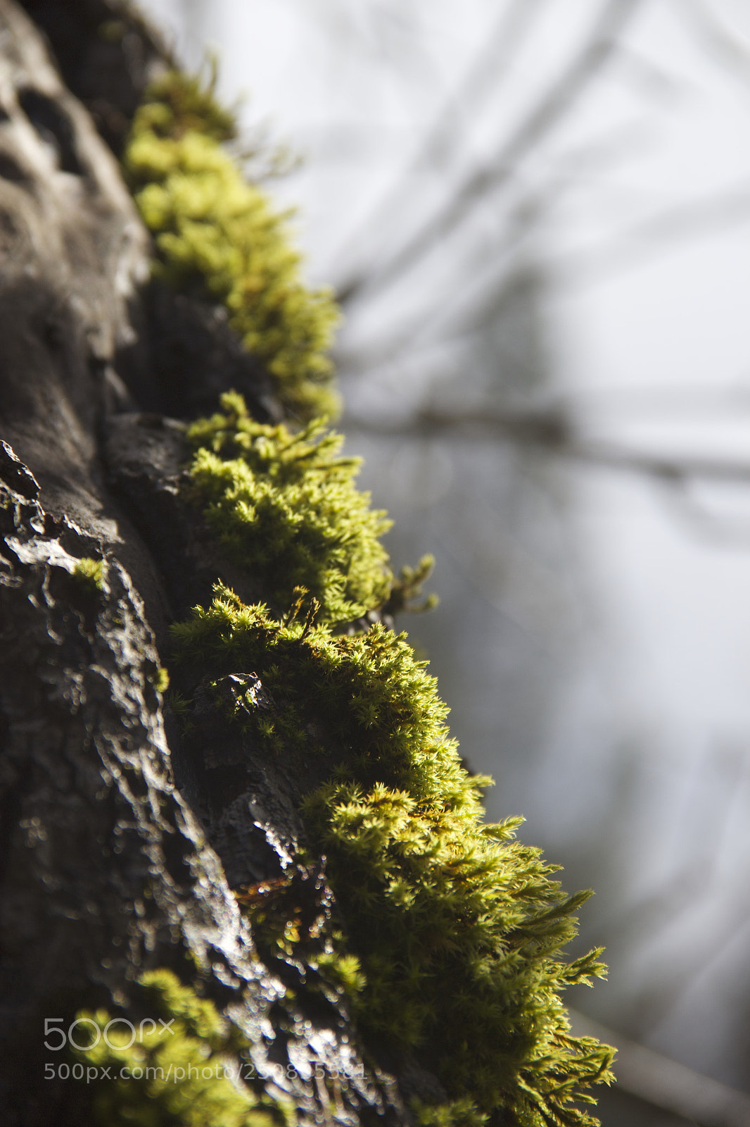 Canon EOS 60D sample photo. Img photography