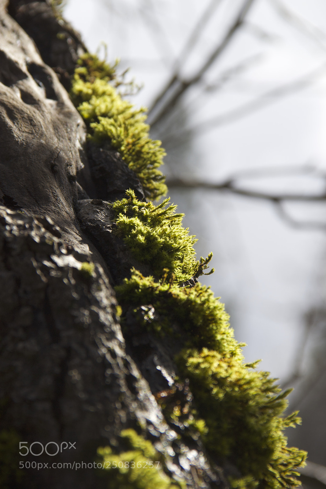 Canon EOS 60D sample photo. Img photography
