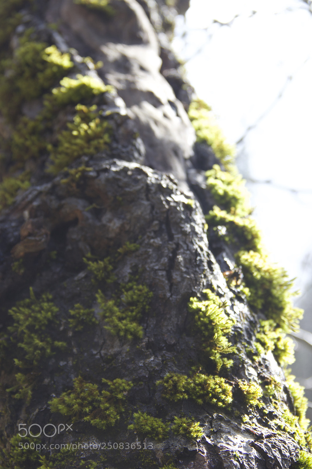 Canon EOS 60D sample photo. Img photography