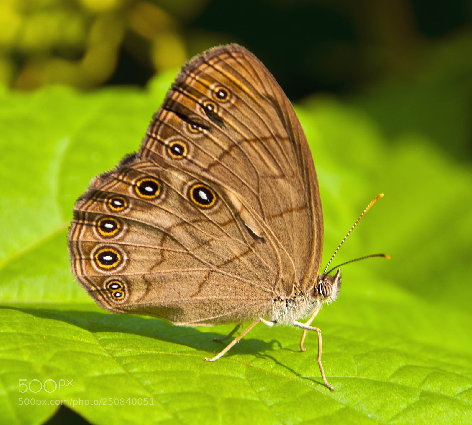 Nikon D300 sample photo. Small wonder photography