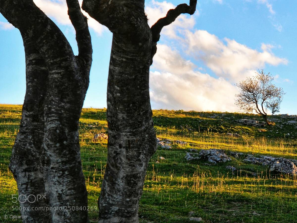 Nikon D7100 sample photo. Arbres dans le jura photography