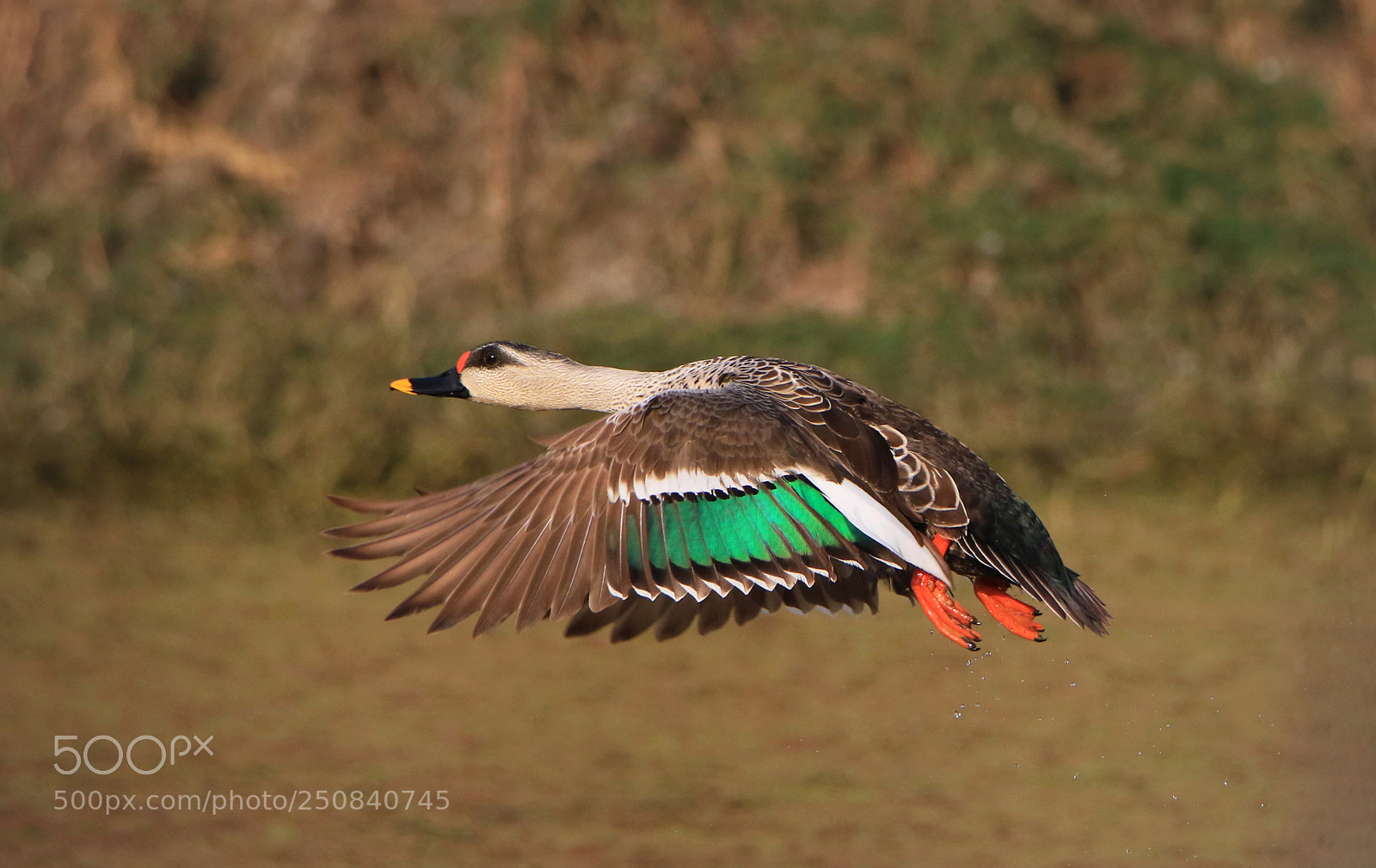 Canon EOS 7D Mark II sample photo. Indian spot-billed duck photography