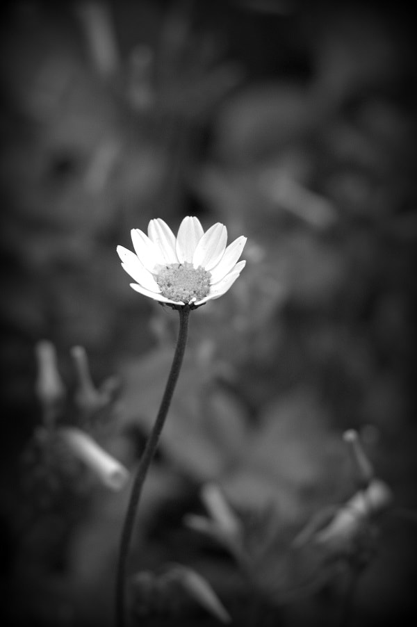 Olympus PEN E-PL8 sample photo. Marguerite in mono photography