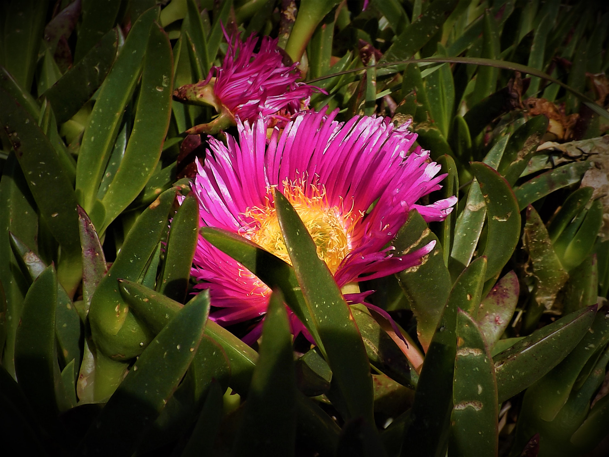 Fujifilm FinePix SL245 sample photo. Flor duna photography