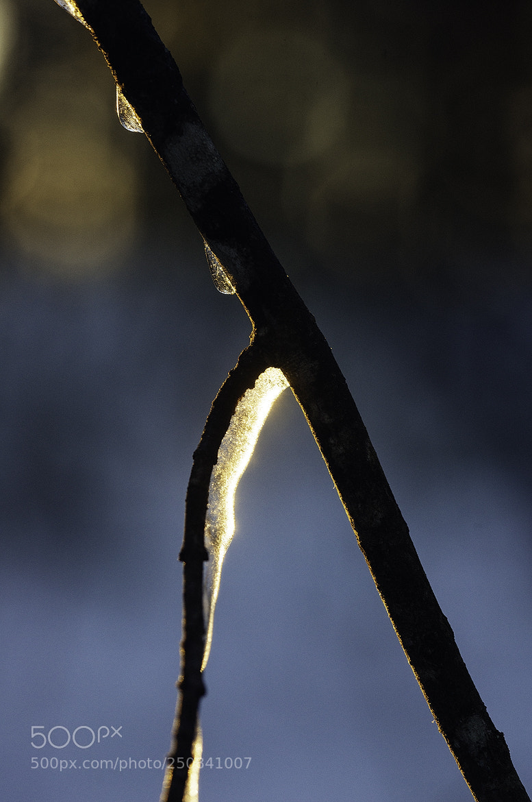 Nikon D600 sample photo. 180326 photography