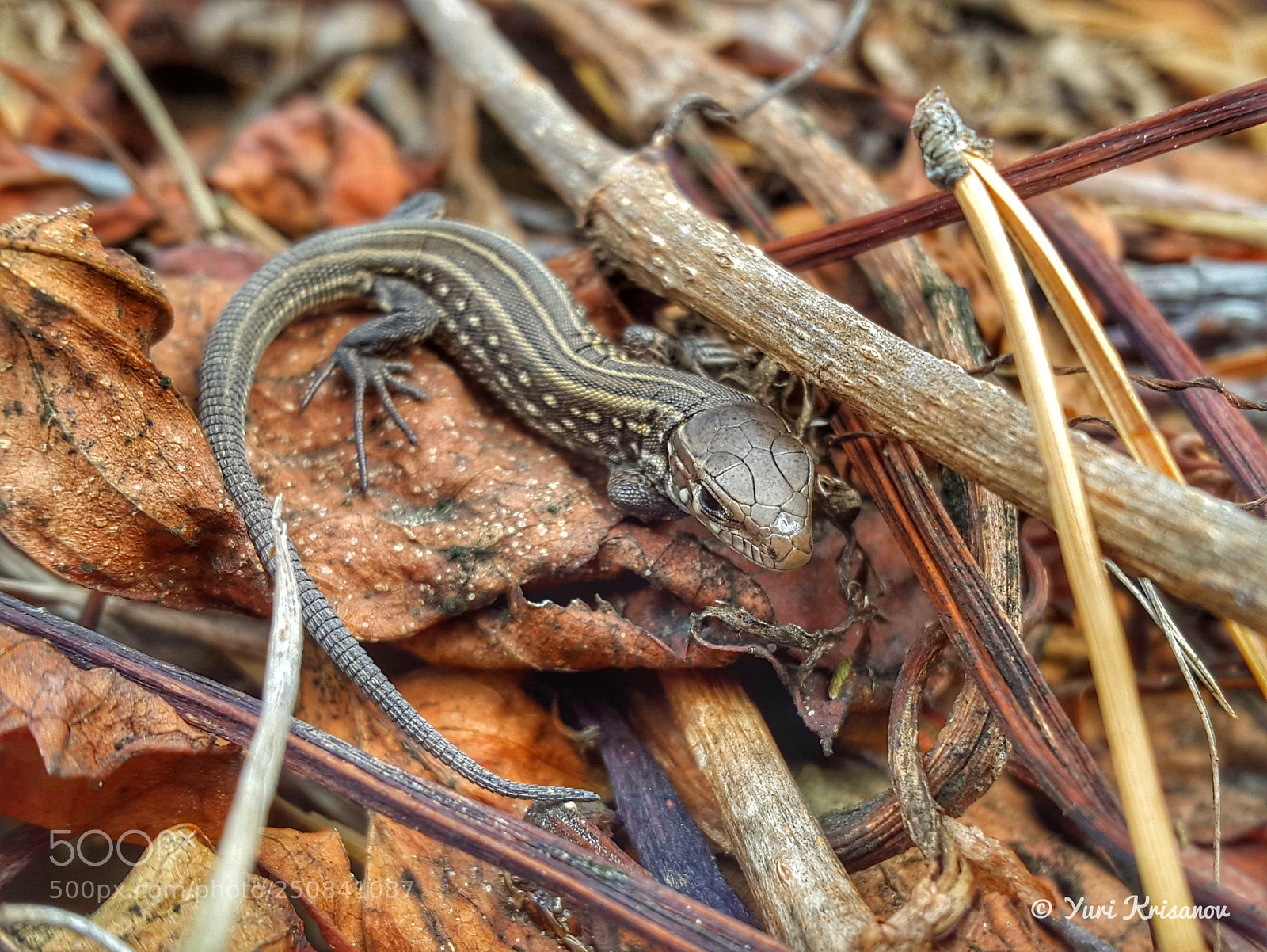 Samsung Galaxy Alpha sample photo. Young lizard photography