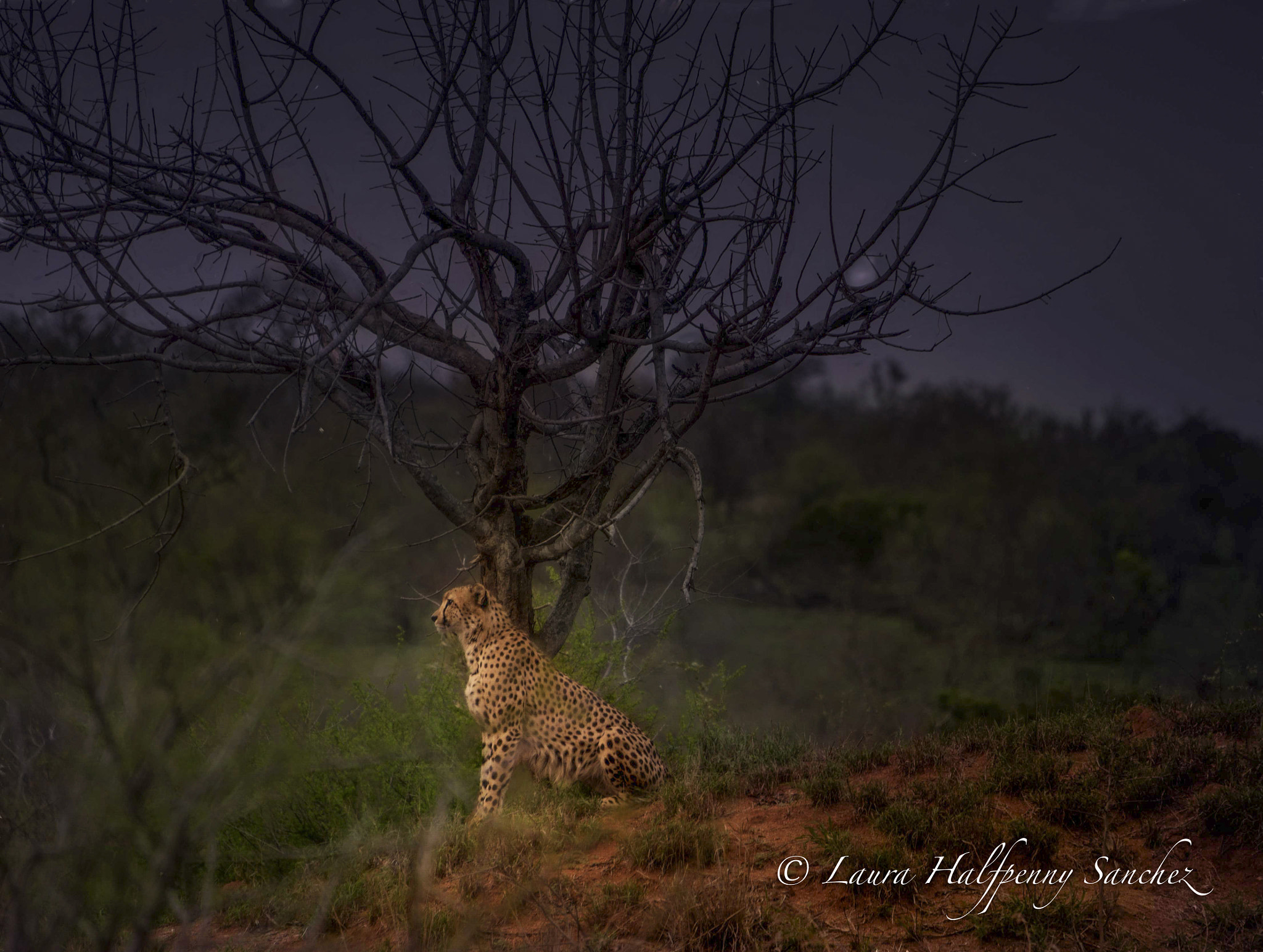 Cheetah by the tree