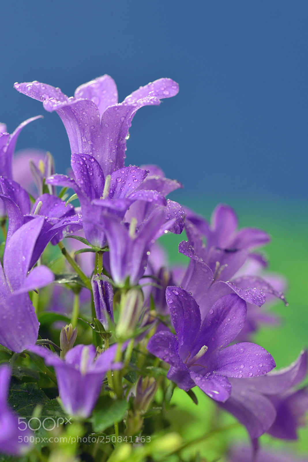 Nikon D610 sample photo. Dalmatian bellflower (campanula portenschlagiana) photography