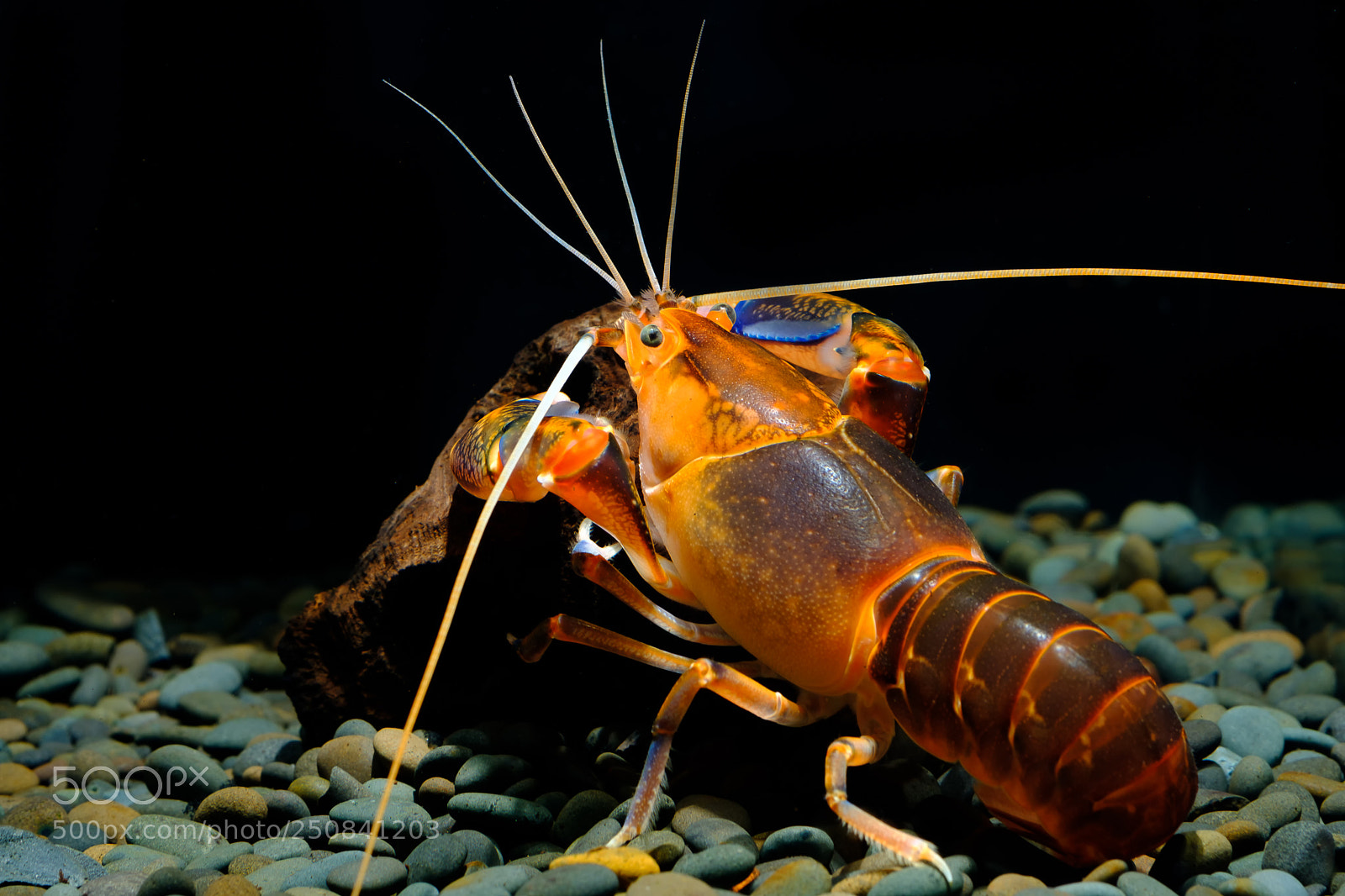 Fujifilm X-T2 sample photo. Crayfish in the aquarium photography