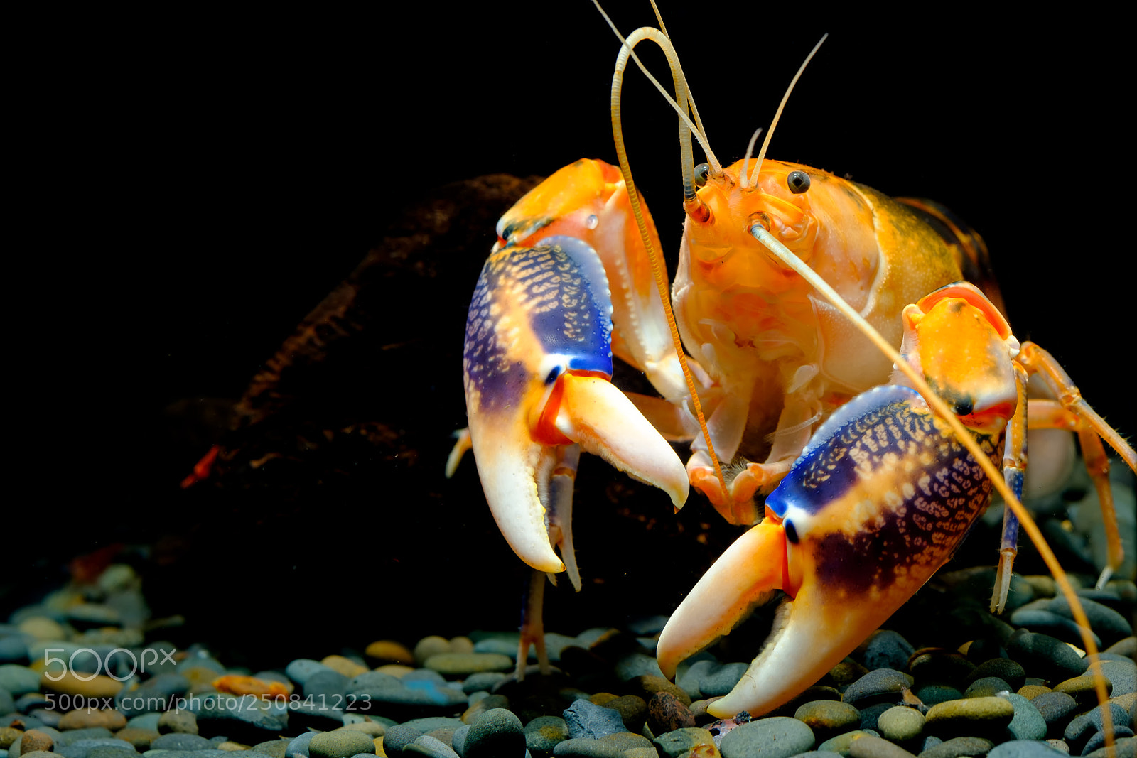 Fujifilm X-T2 sample photo. Crayfish in the aquarium photography