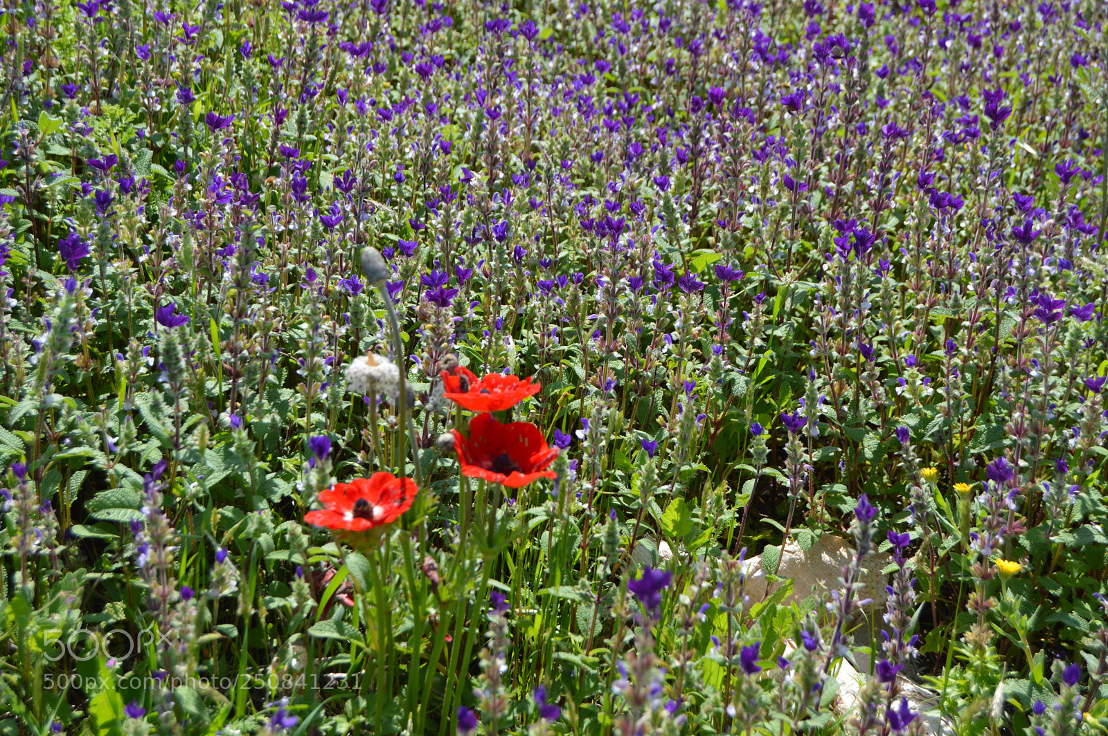 Nikon D3200 sample photo. Anemone coronaria photography