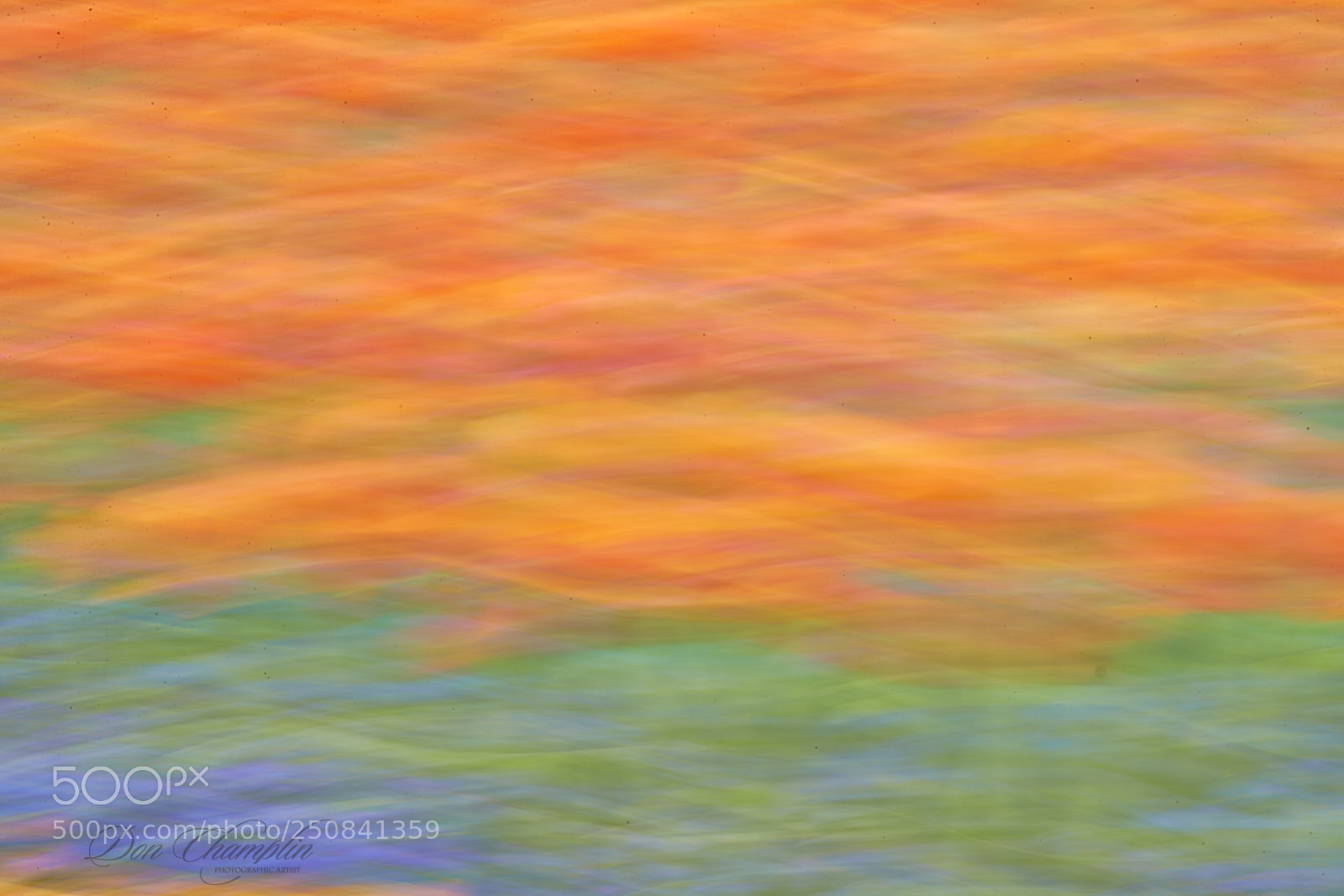 Canon EOS-1D X Mark II sample photo. Tulips photography