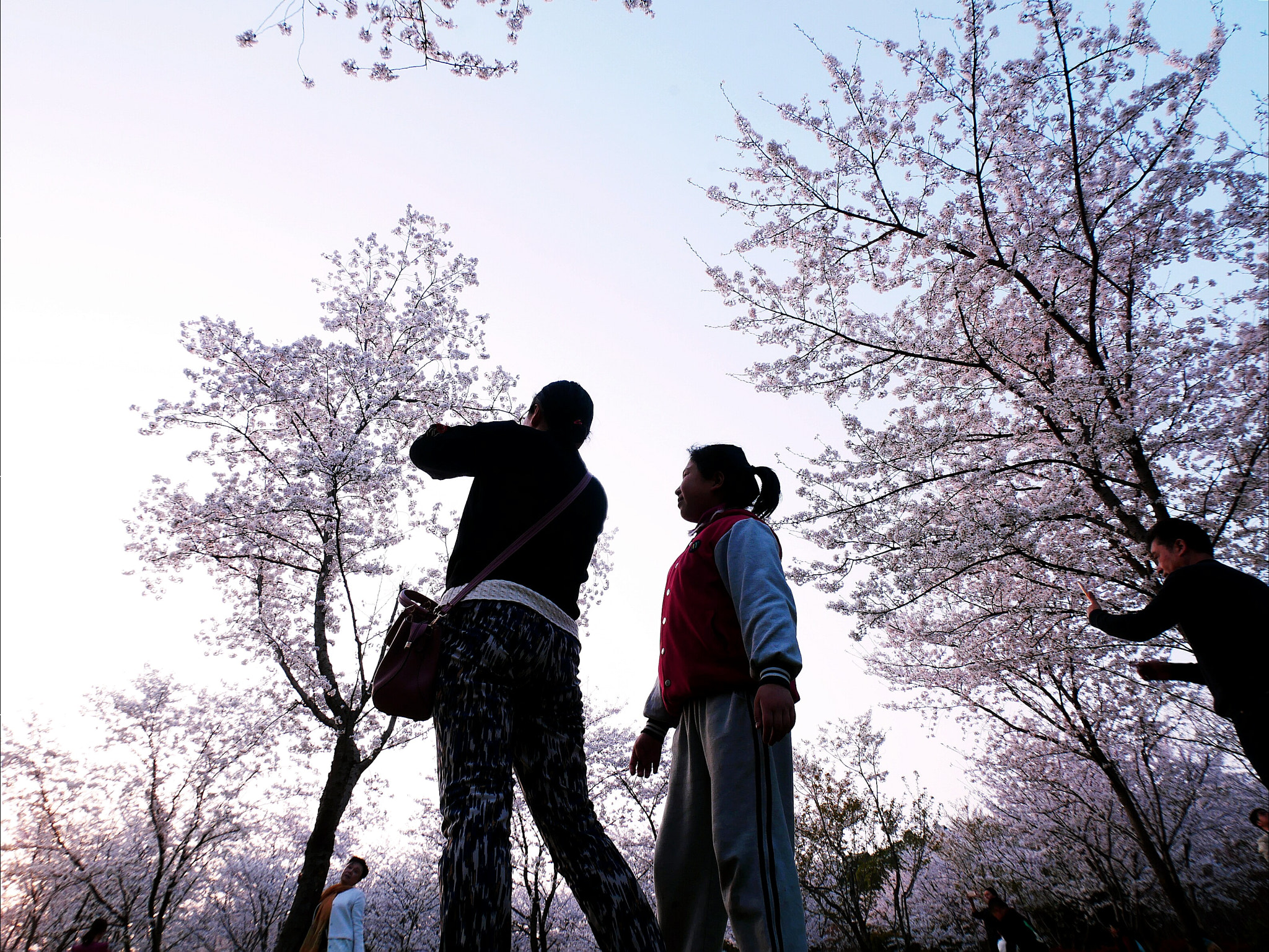 Panasonic Lumix DC-GX850 (Lumix DC-GX800 / Lumix DC-GF9) sample photo. Enjoying sakura photography