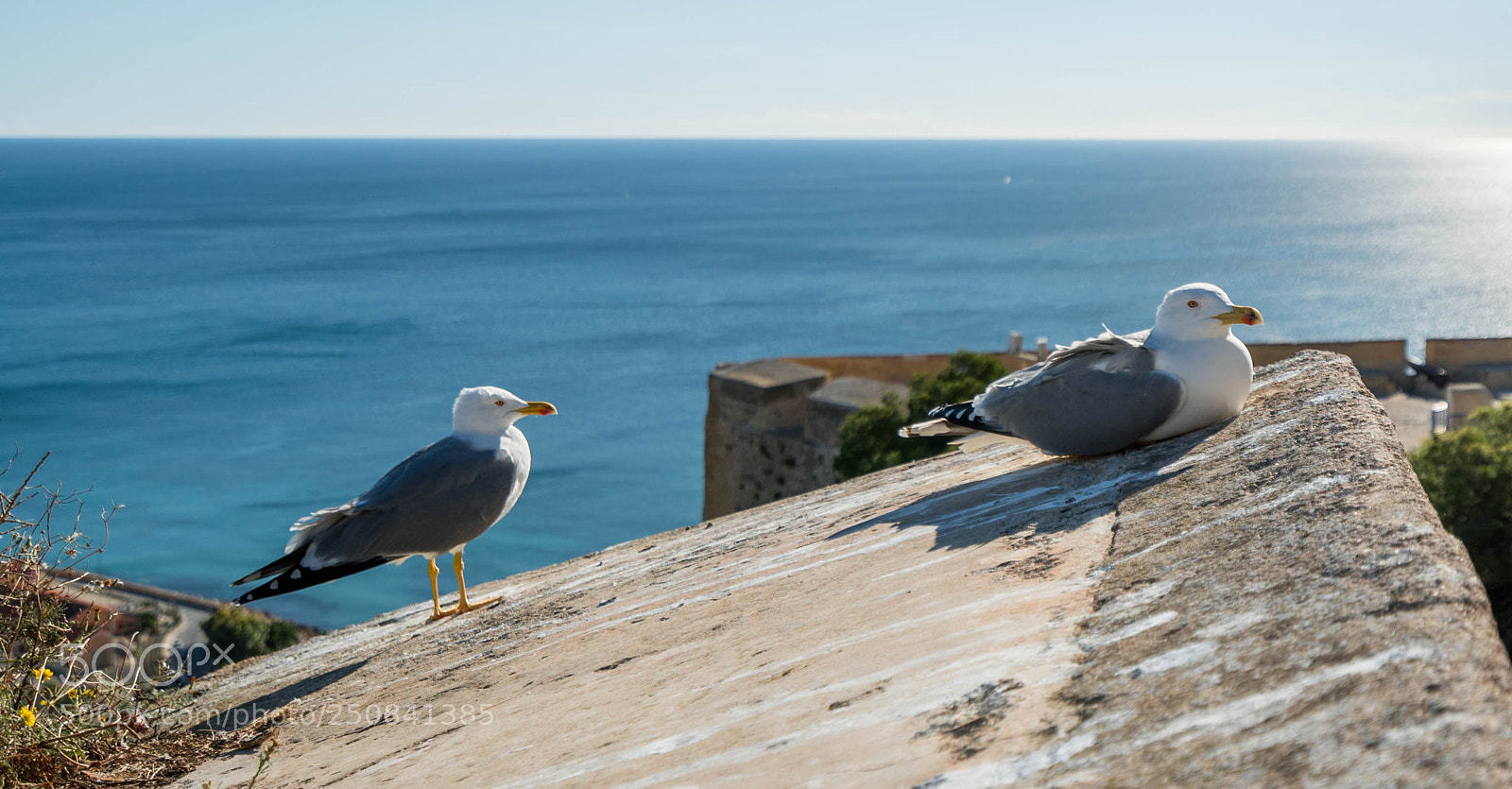 Sony a7S II sample photo. Sea guls photography