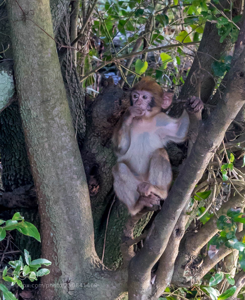Sony a7S II sample photo. Baby monkey photography