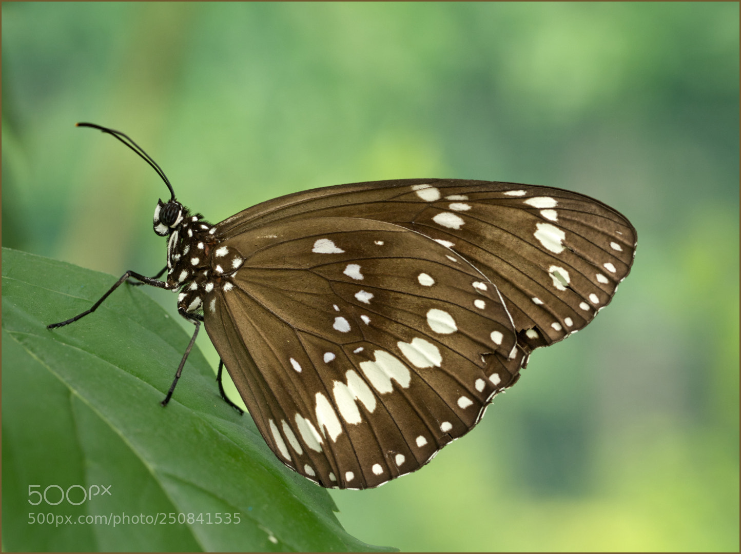 Olympus OM-D E-M1 Mark II sample photo. Common crow butterfly photography