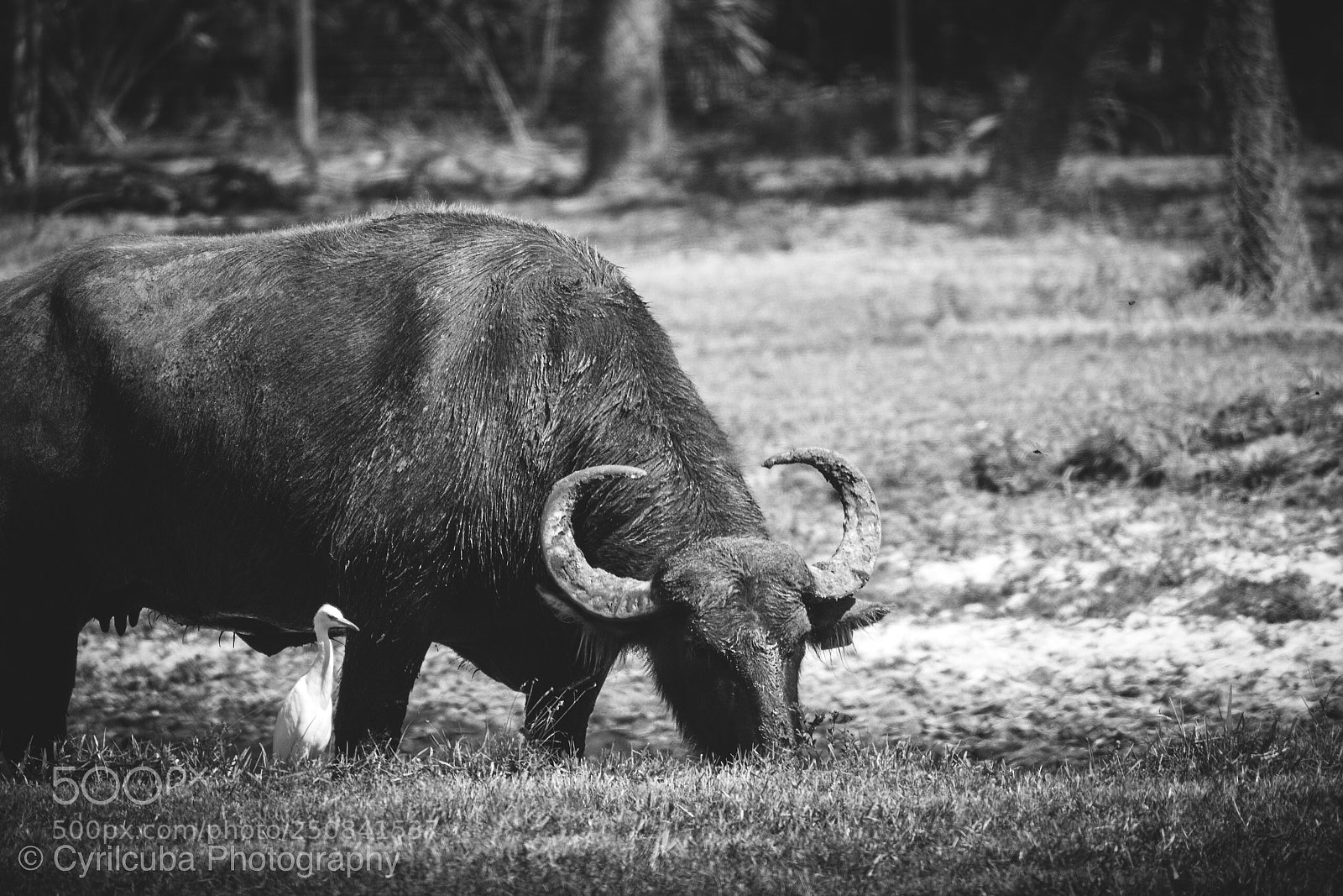 Nikon D5500 sample photo. Safari  photography