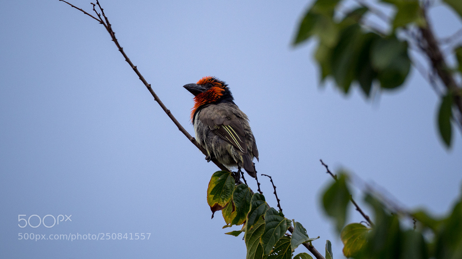 Olympus OM-D E-M10 II sample photo. Black-collared barbet photography