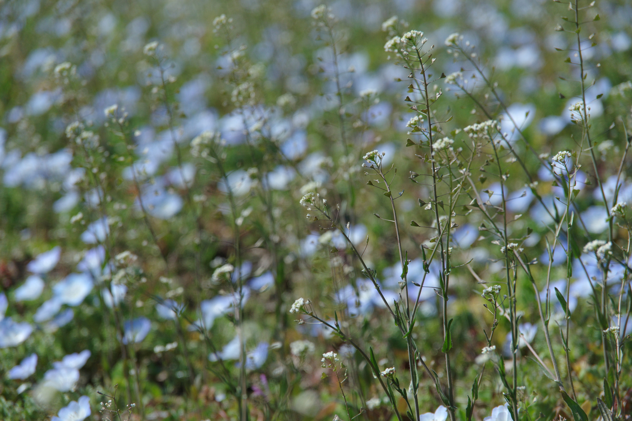 Pentax K-70 sample photo. Shepherd's purse with baby blue eyes photography