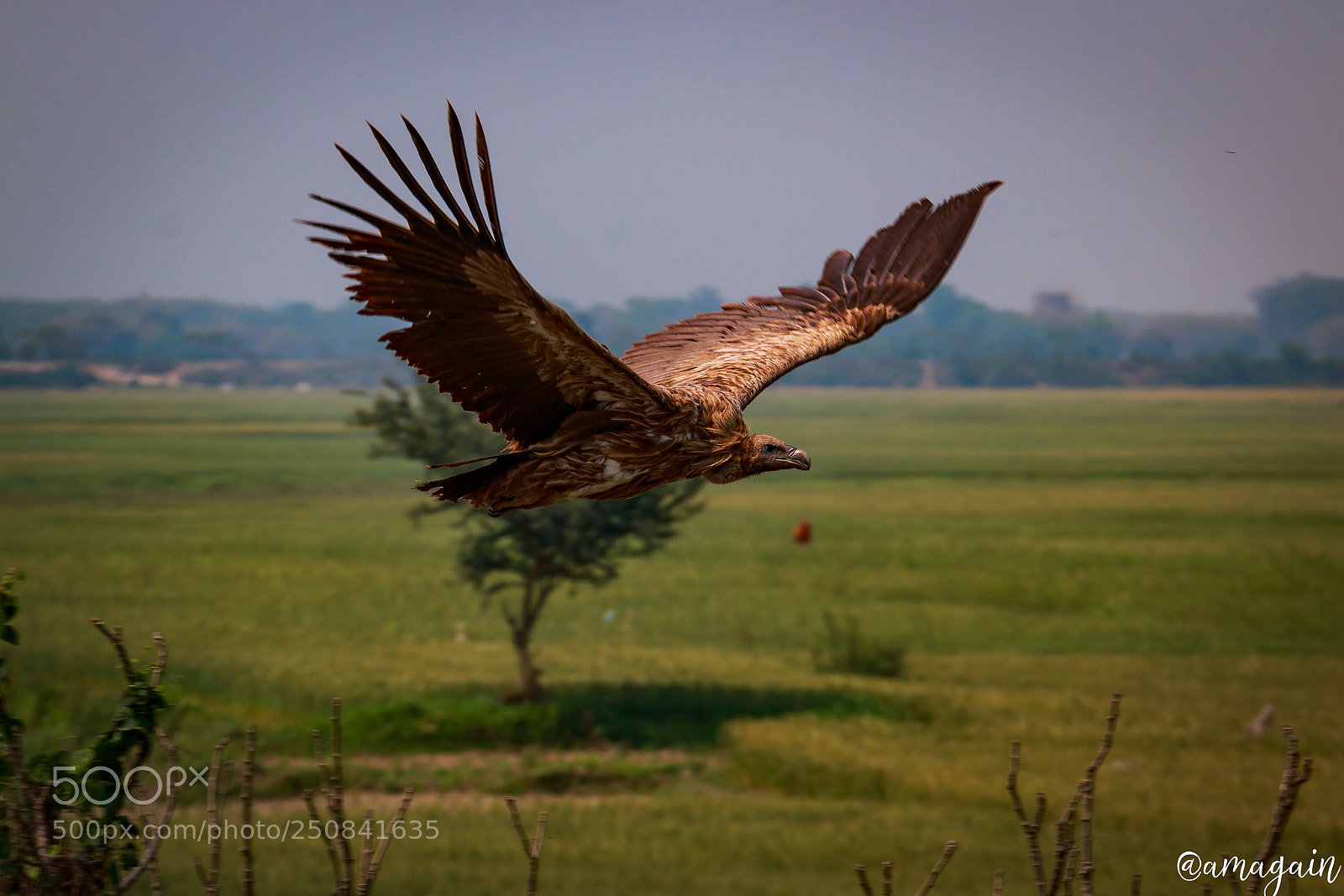 Canon EOS 70D sample photo. Flying vulture photography