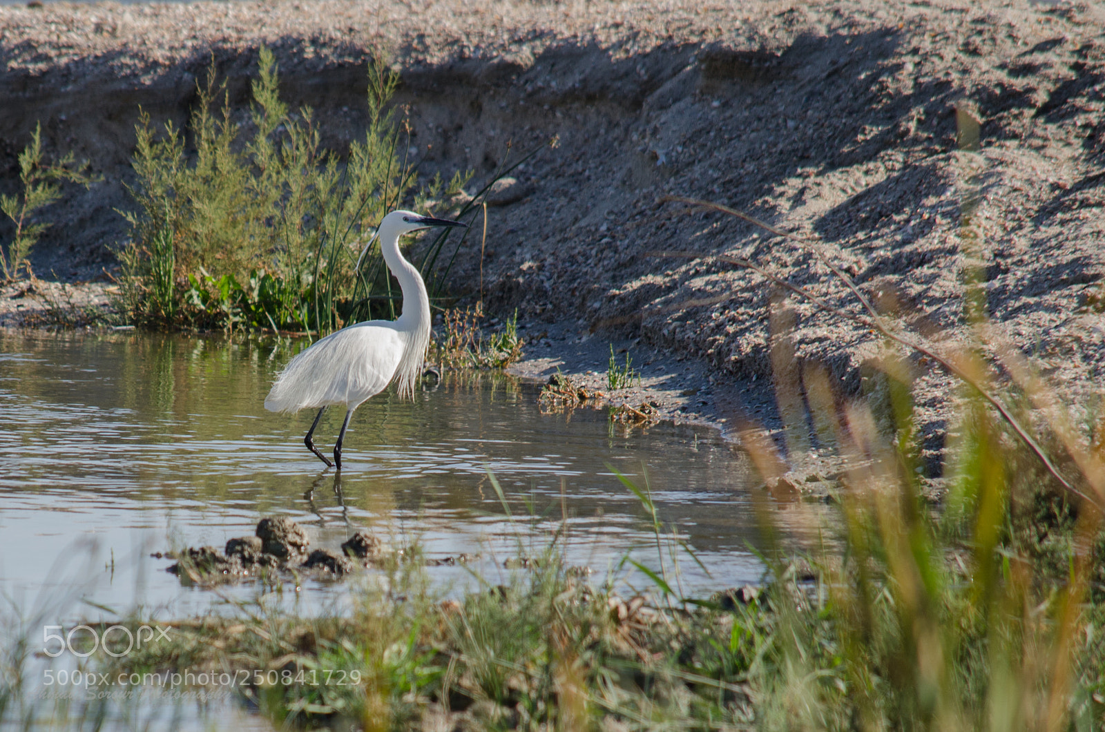 Nikon D7000 sample photo. Little egret photography