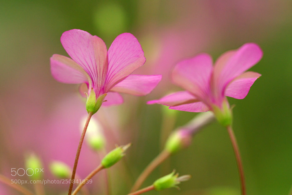 Pentax K10D sample photo. Oxalis photography
