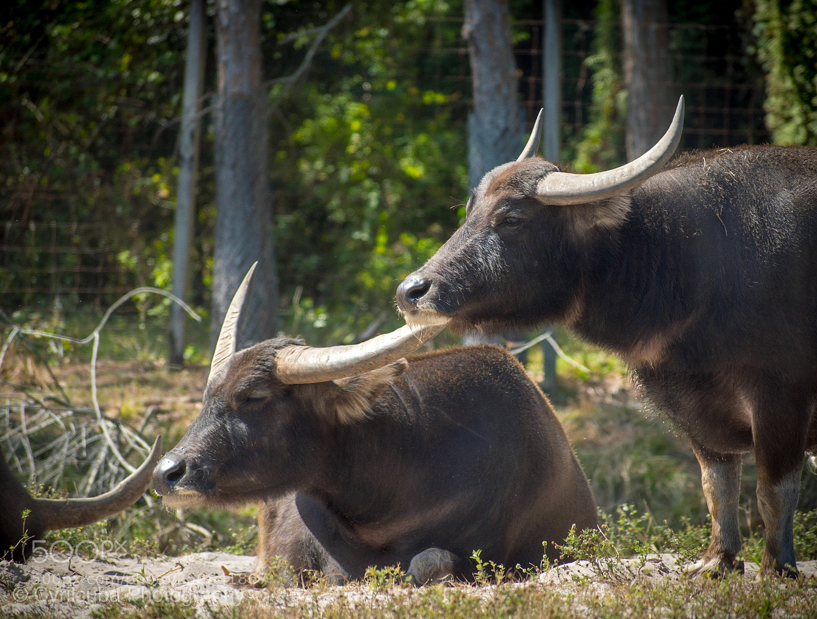 Nikon D5500 sample photo. Safari  photography