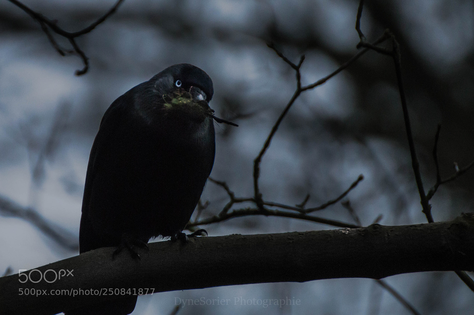 Canon EOS 70D sample photo. Dark raven photography