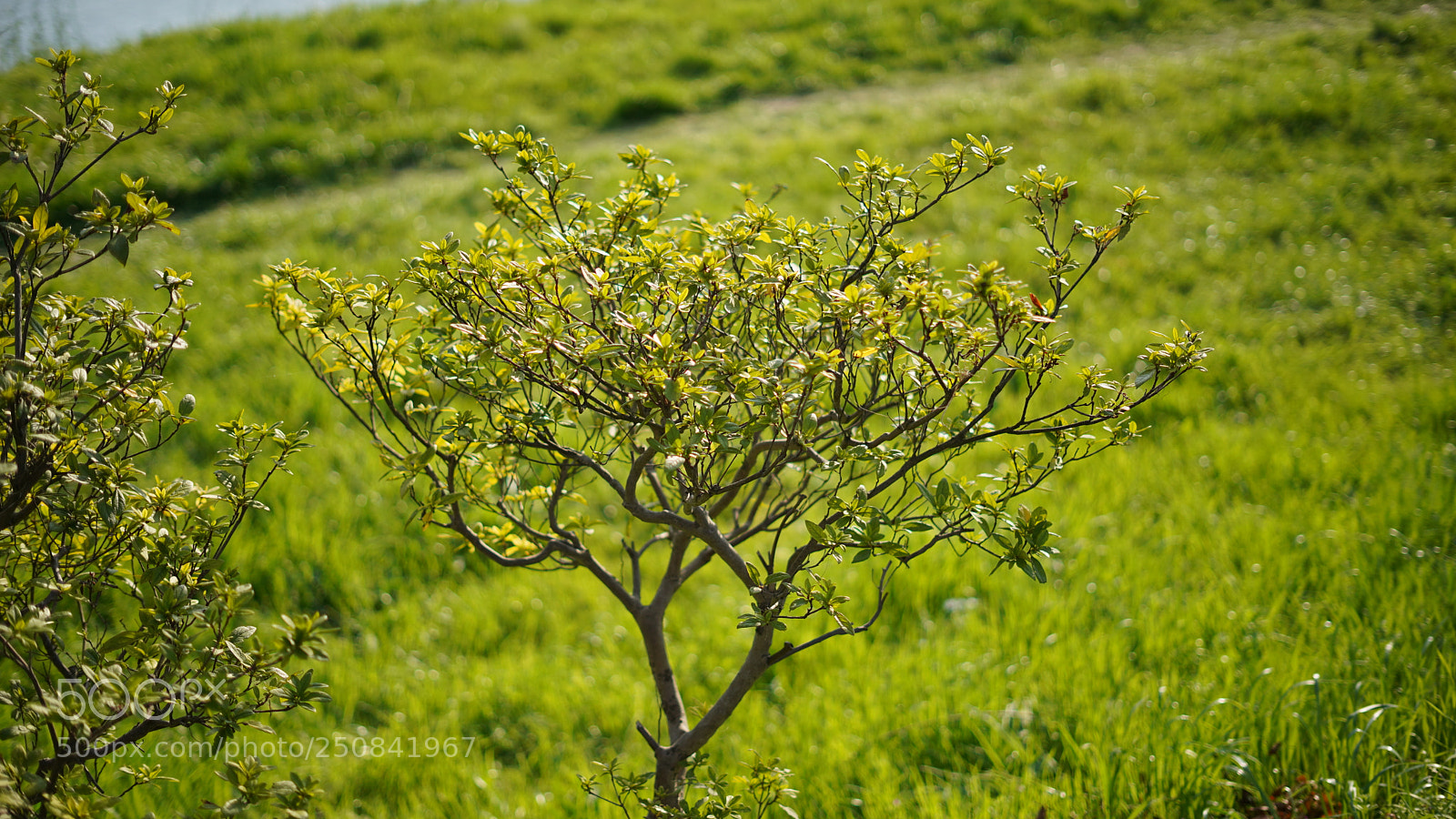 Sony a7 III sample photo. Green photography