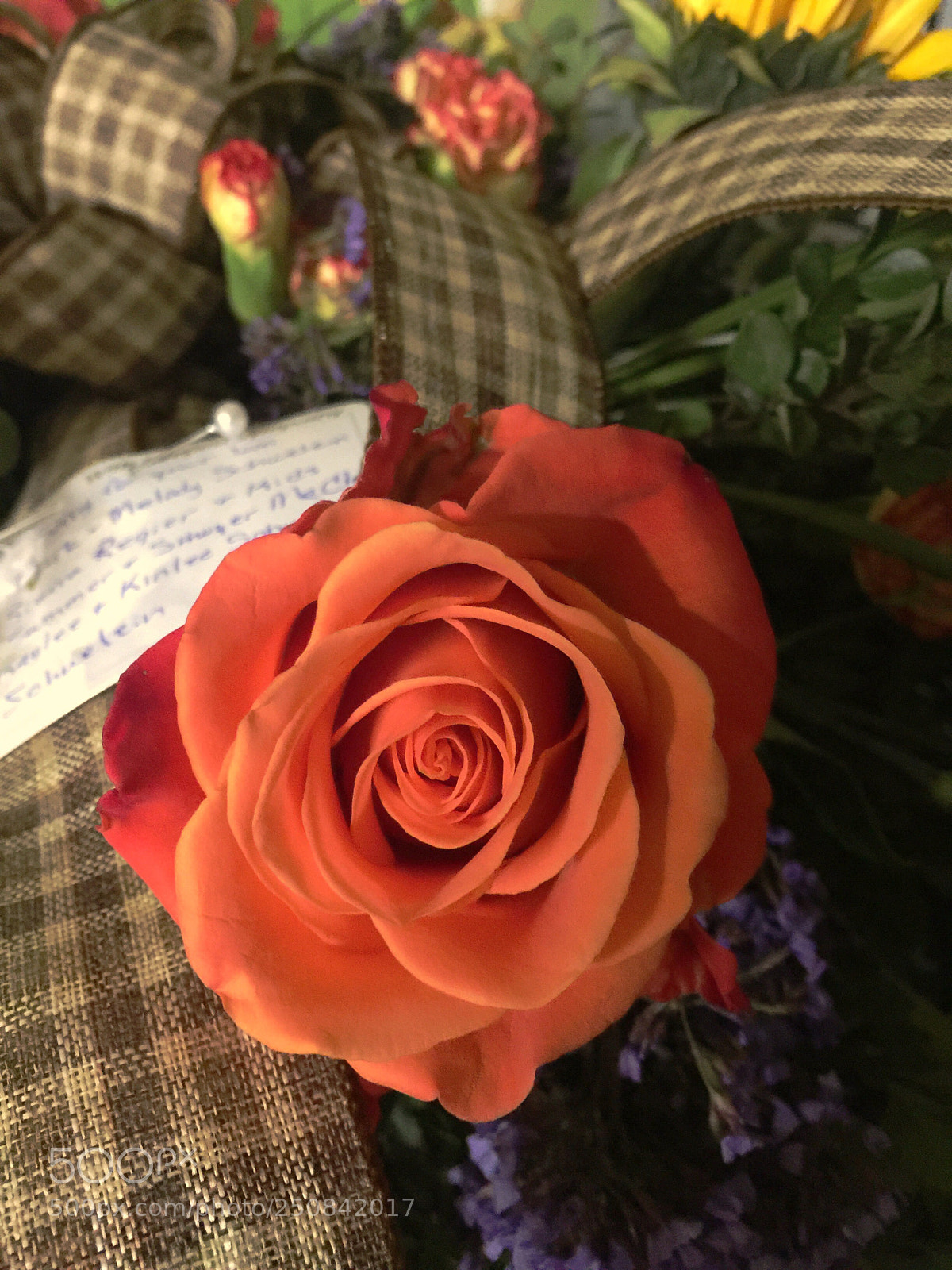 Apple iPhone 6 Plus sample photo. Today’s flower ?  photography
