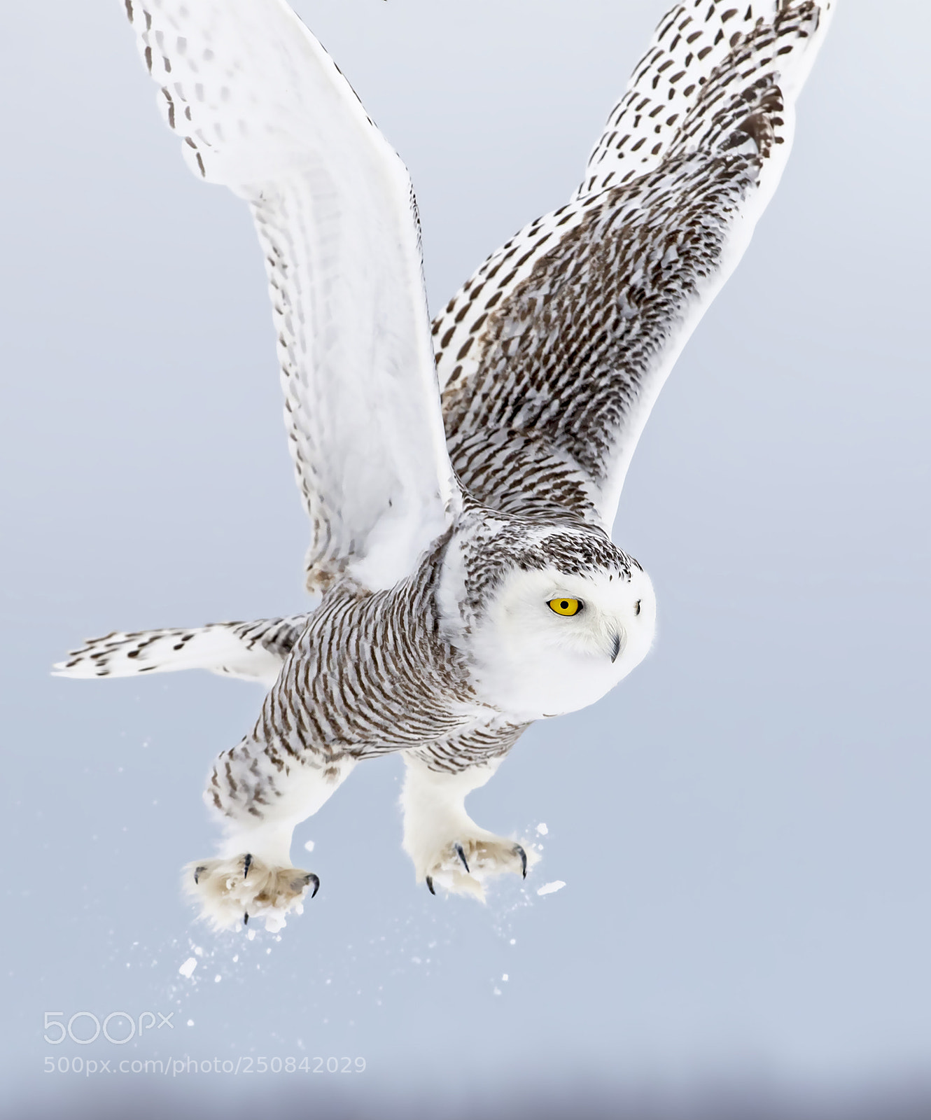 Canon EOS 7D Mark II sample photo. Snowy owl liftoff photography