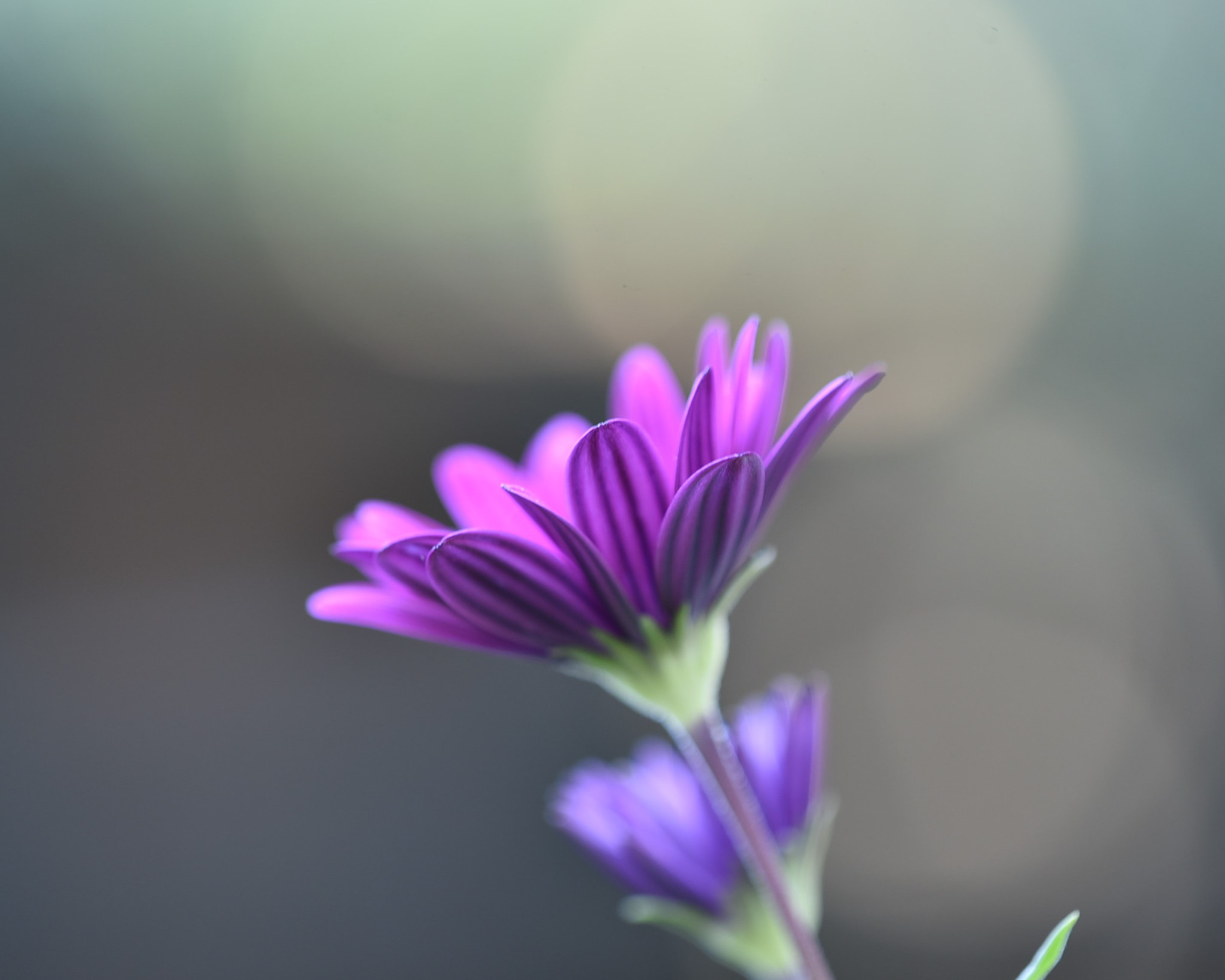 Nikon AF Micro-Nikkor 200mm F4D ED-IF sample photo. Purple daisy photography